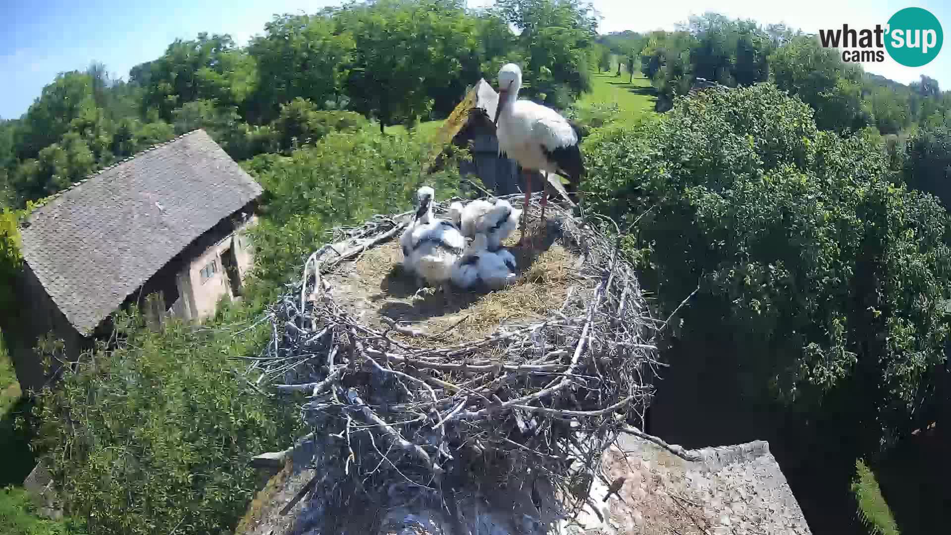 Live webcam European stork village – Lonjsko polje Nature Park