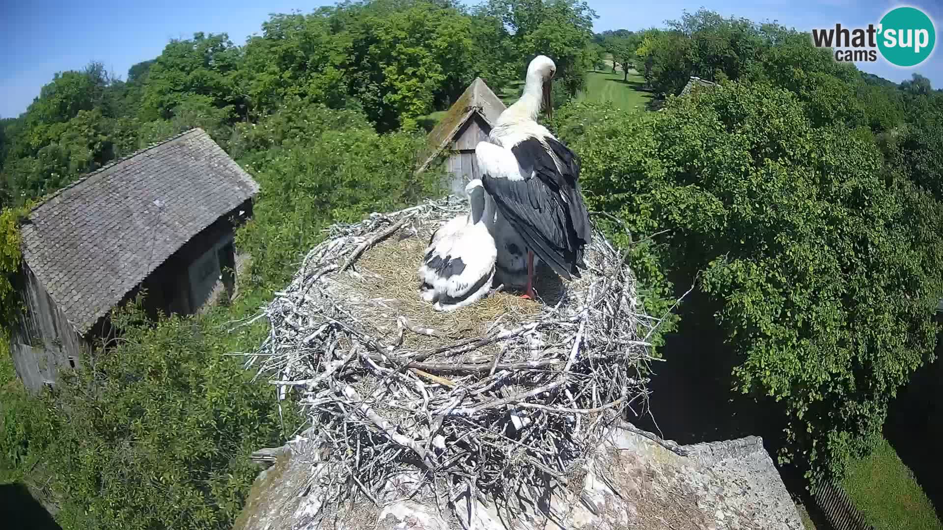 Pueblo europeo de cigüeñas camera en vivo Parque Natural Lonjsko polje
