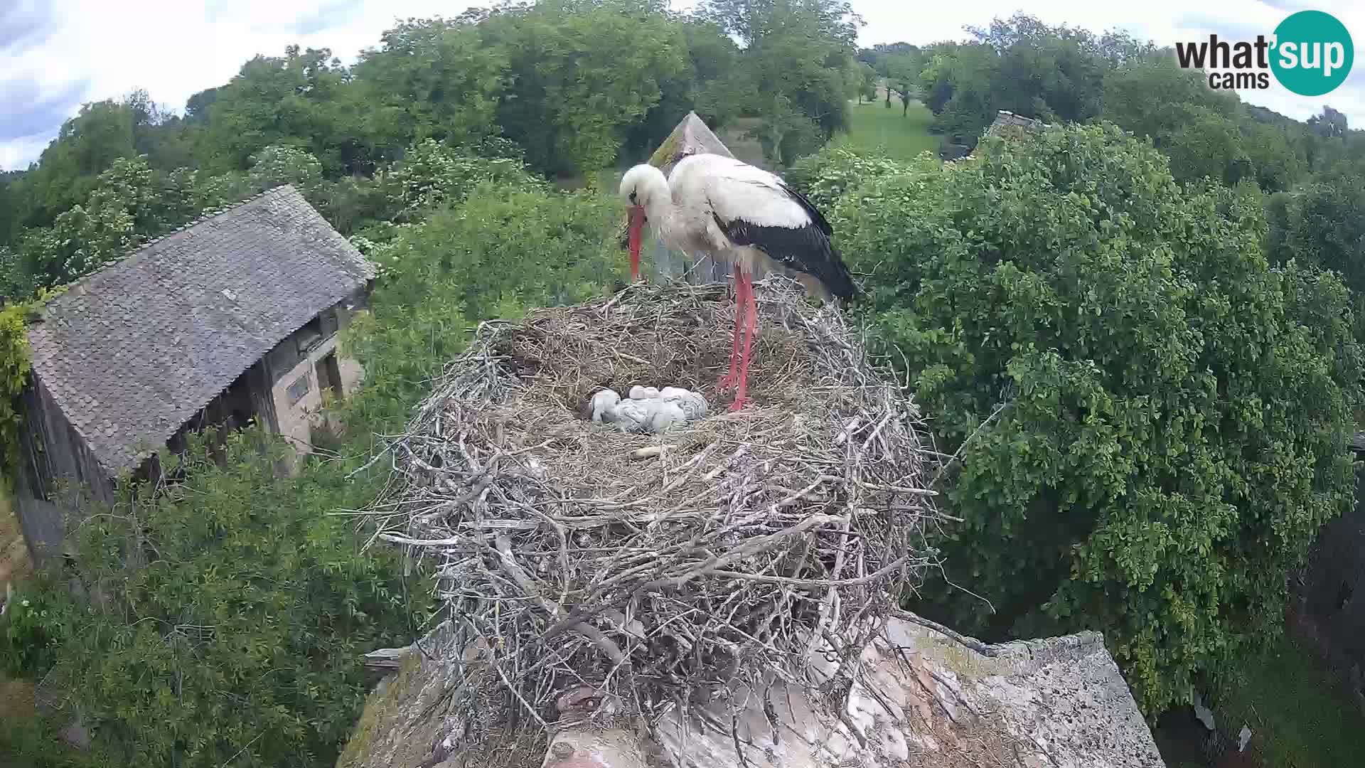 Villaggio delle cicogne europee webcam Parco naturale di Lonjsko polje