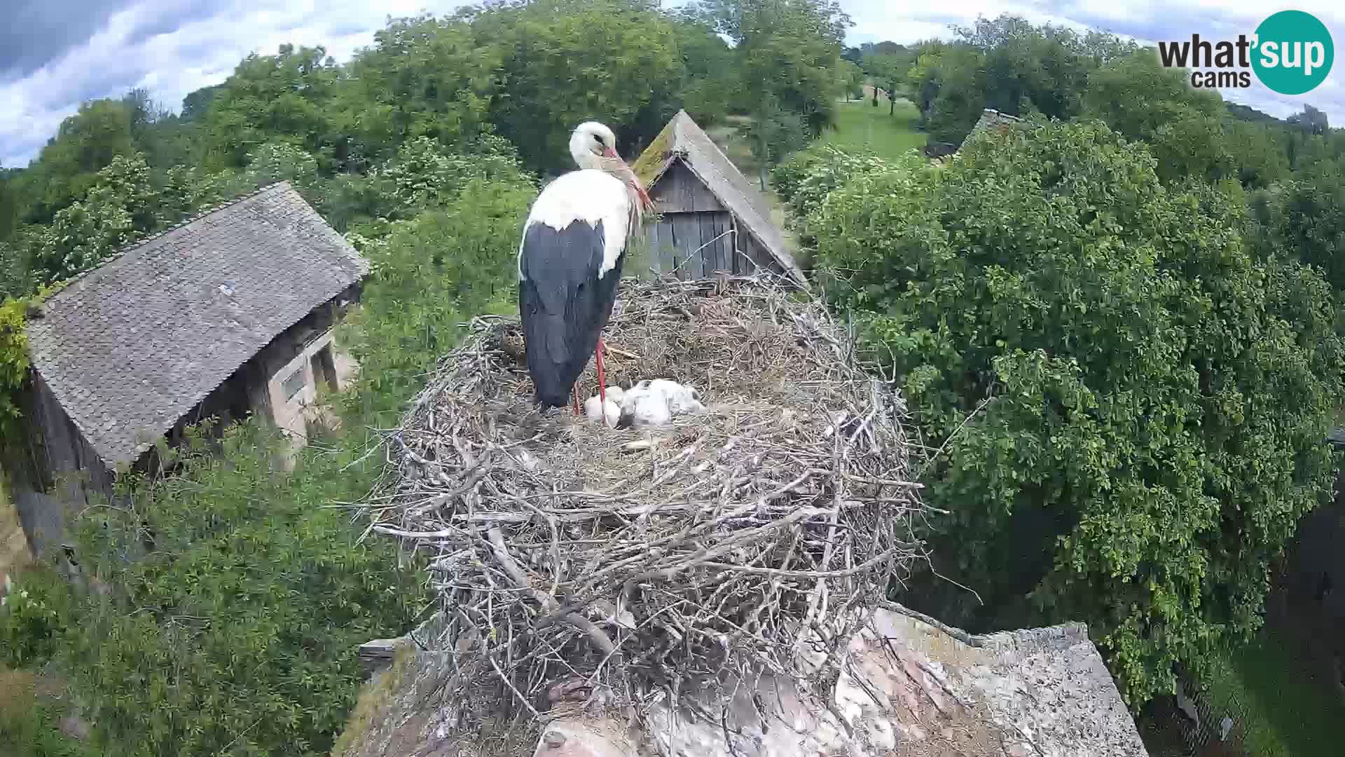 Live webcam European stork village – Lonjsko polje Nature Park