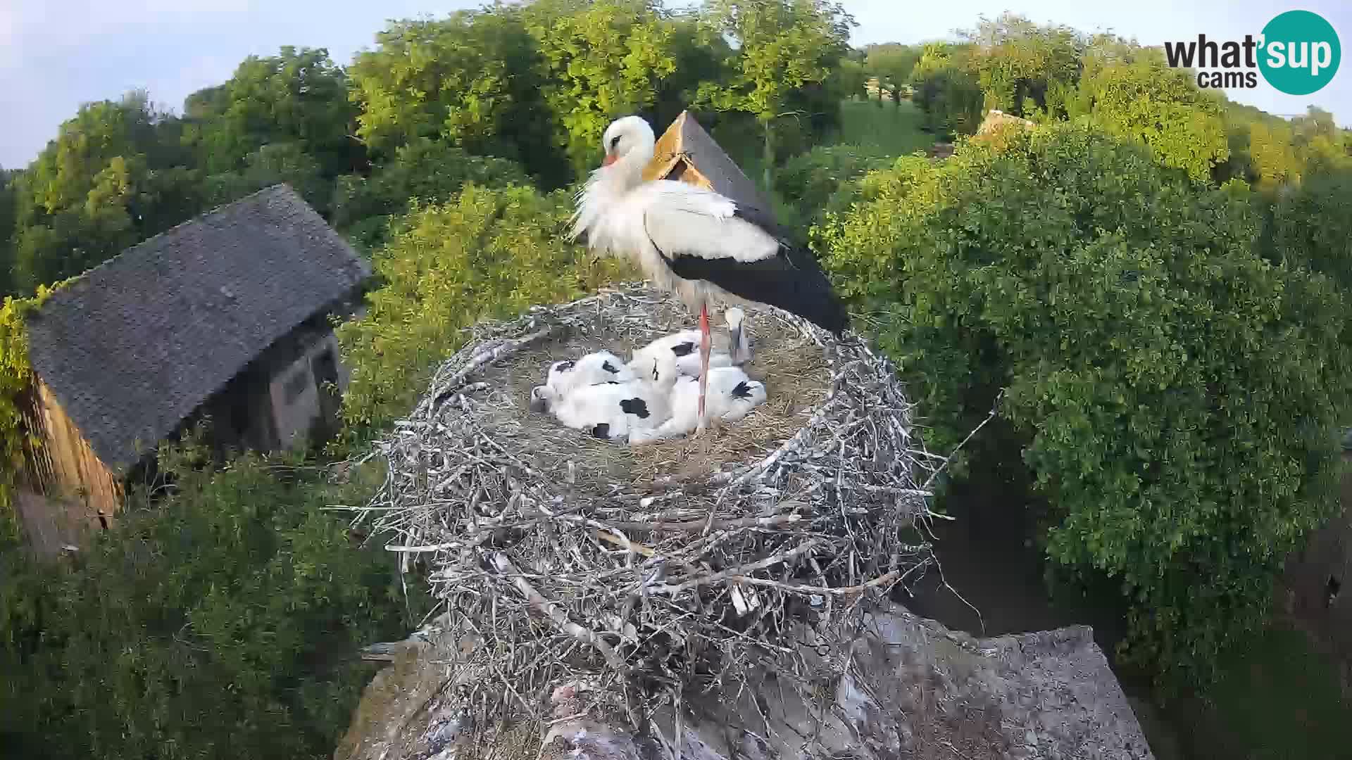 Webcam Europäisches Storchendorf – Naturpark Lonjsko polje