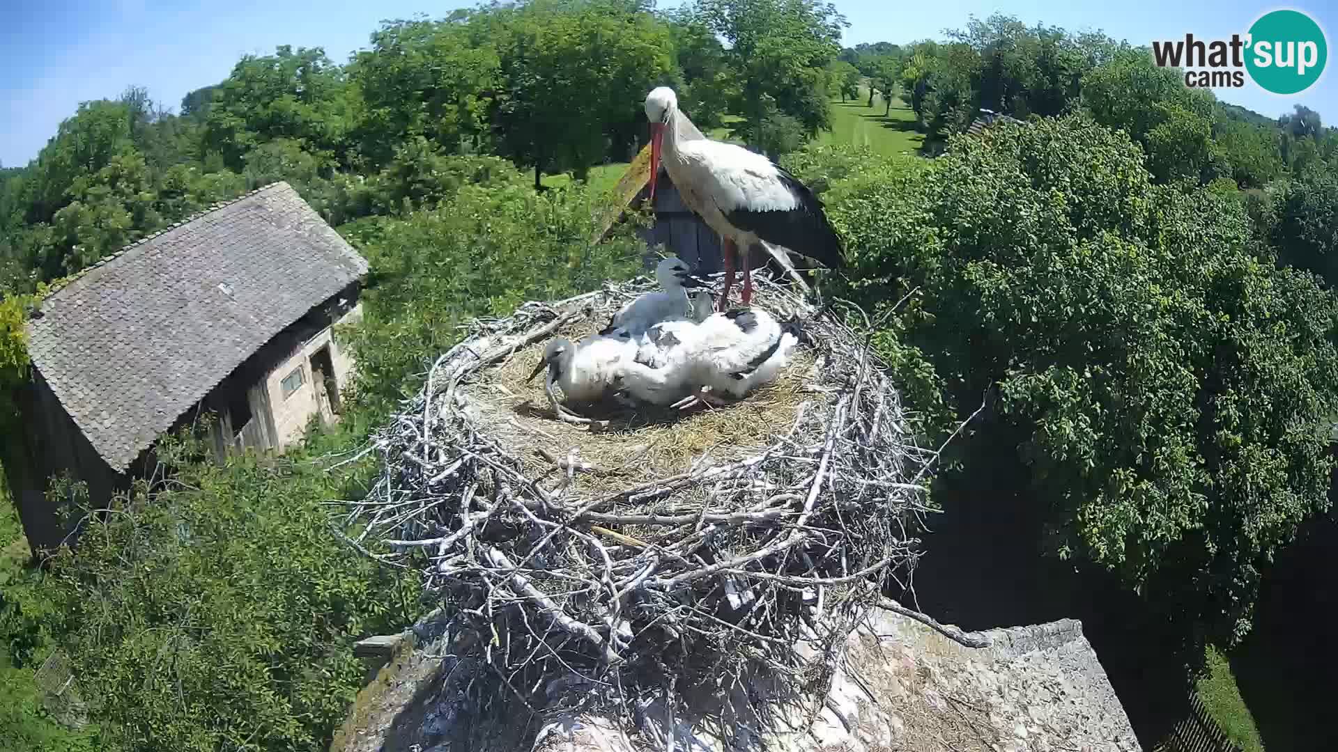 U živo Europsko selo roda – Park prirode Lonjsko polje