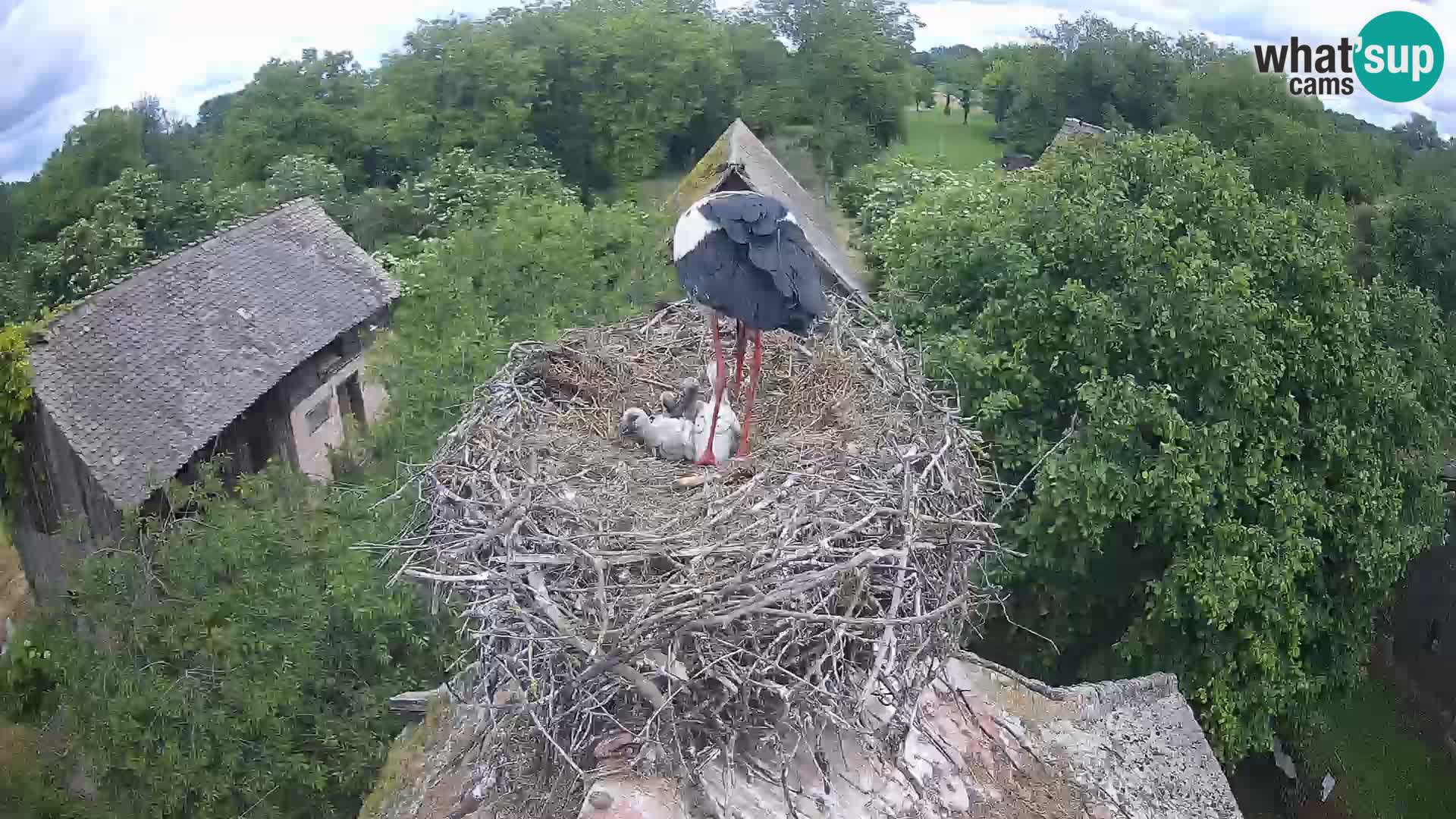 Villaggio delle cicogne europee webcam Parco naturale di Lonjsko polje