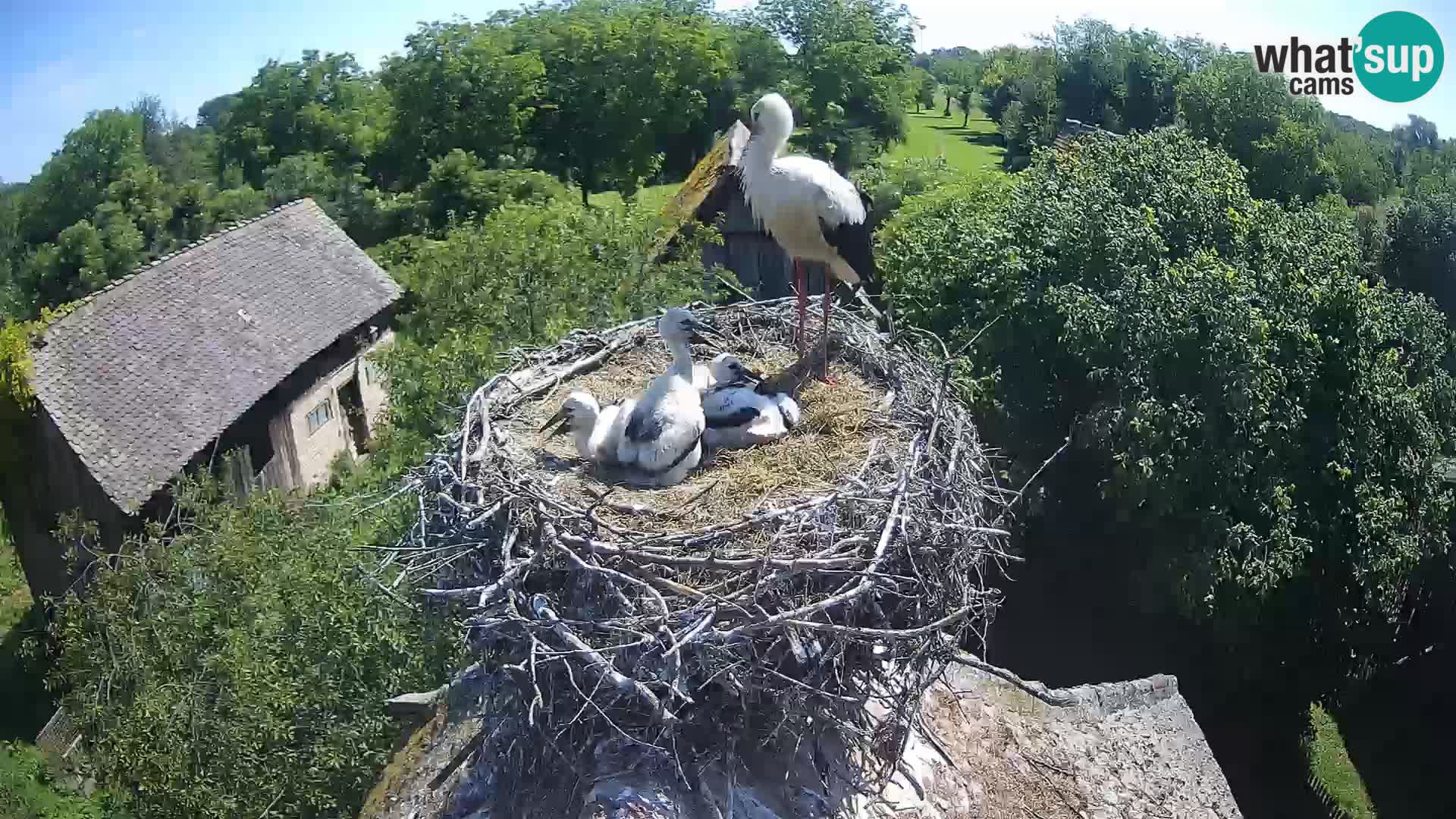 Live webcam European stork village – Lonjsko polje Nature Park