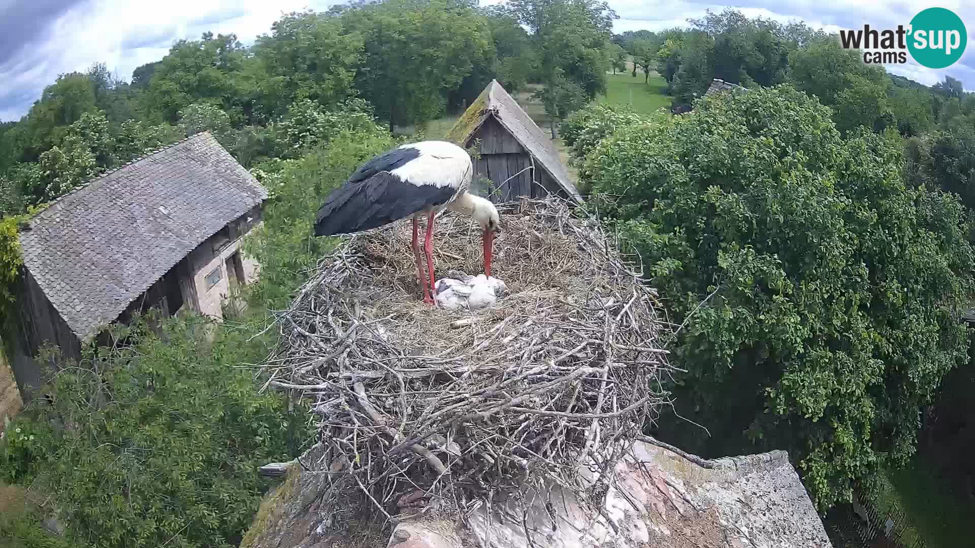 Villaggio delle cicogne europee webcam Parco naturale di Lonjsko polje