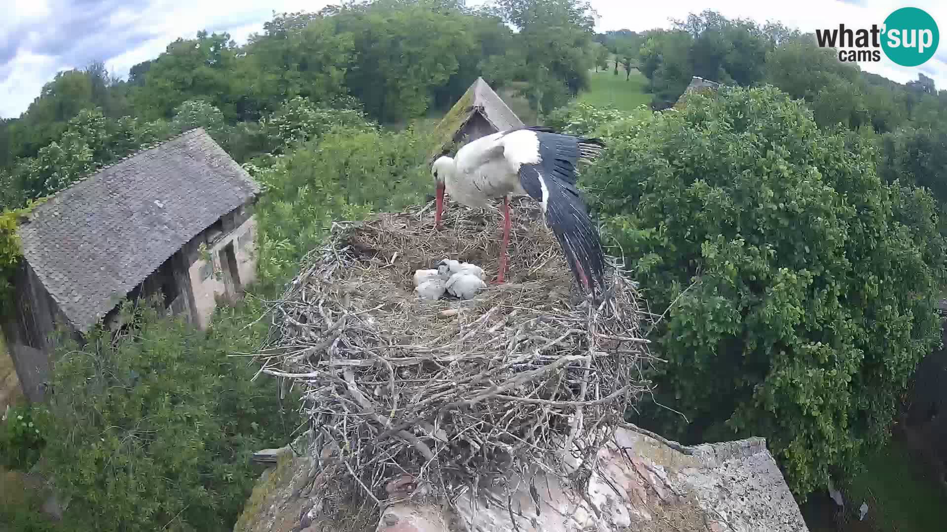 Villaggio delle cicogne europee webcam Parco naturale di Lonjsko polje