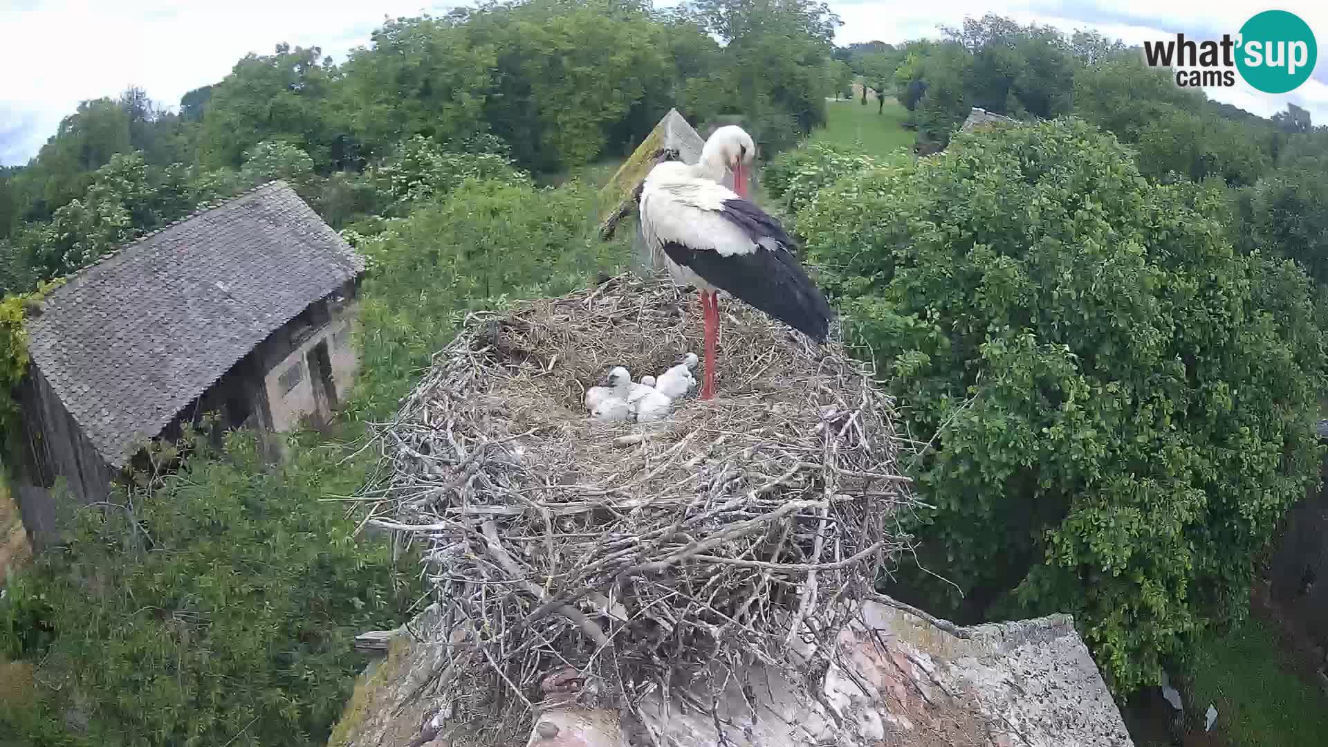 Pueblo europeo de cigüeñas camera en vivo Parque Natural Lonjsko polje