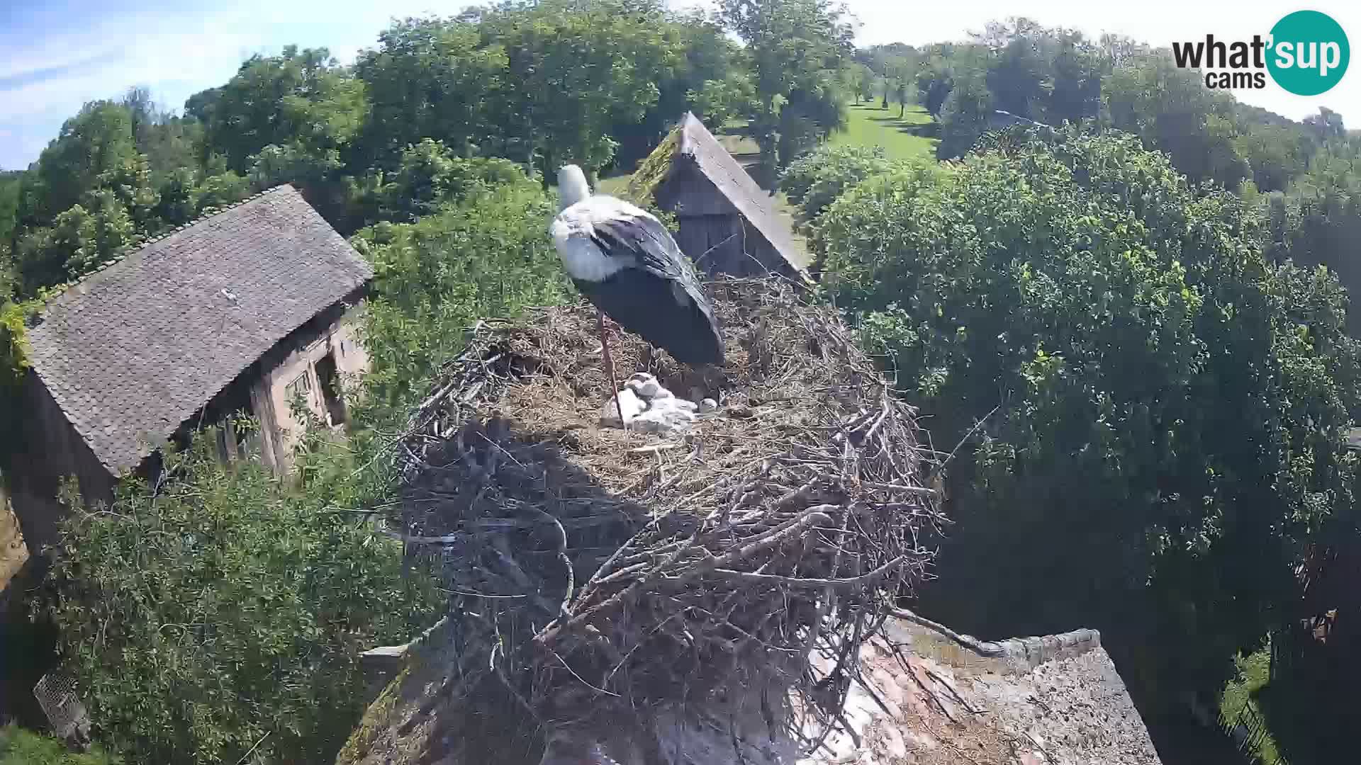 Villaggio delle cicogne europee webcam Parco naturale di Lonjsko polje