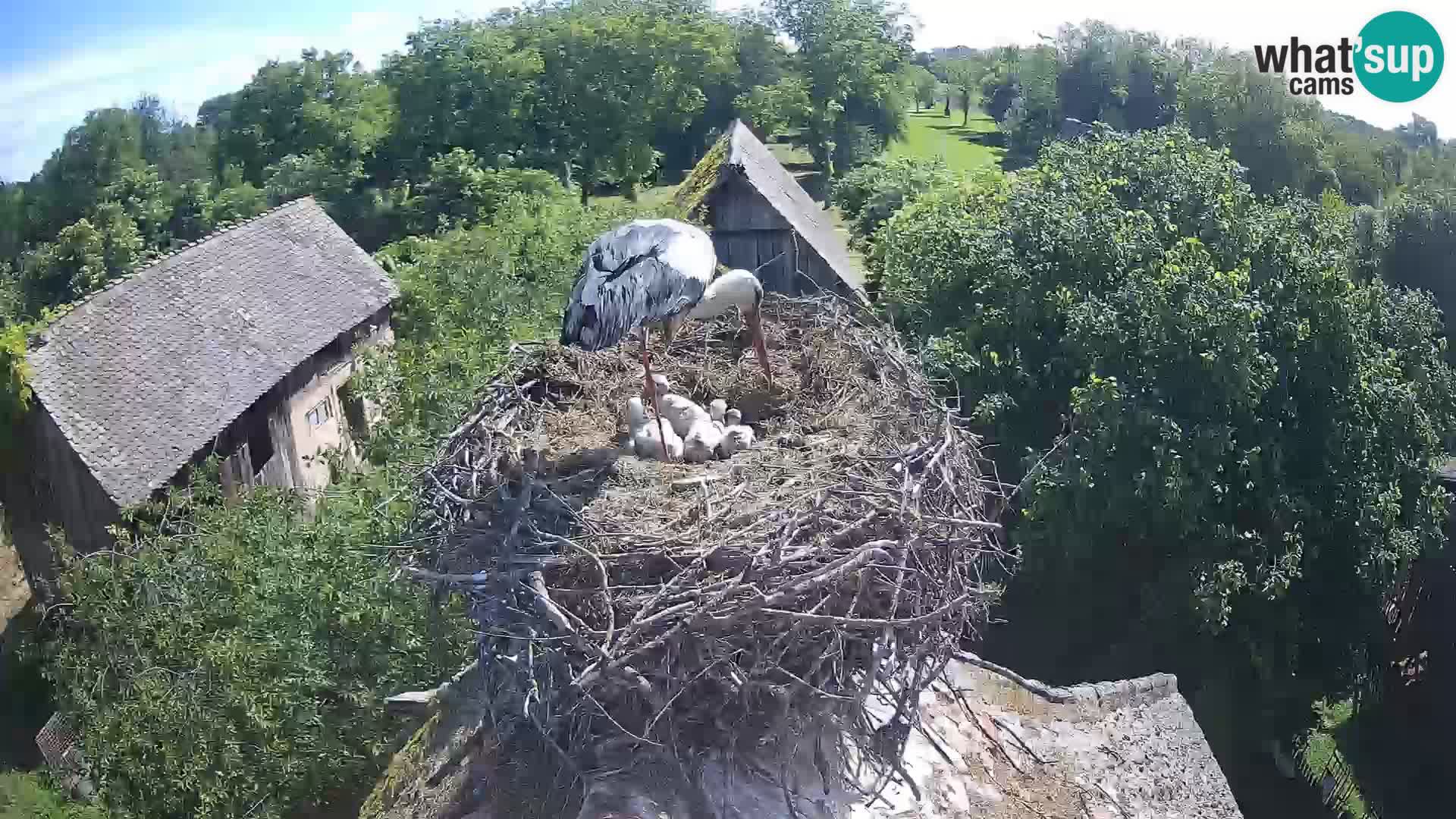 Evropska vas štorklje – Krajinski park Lonjsko polje spletna kamera