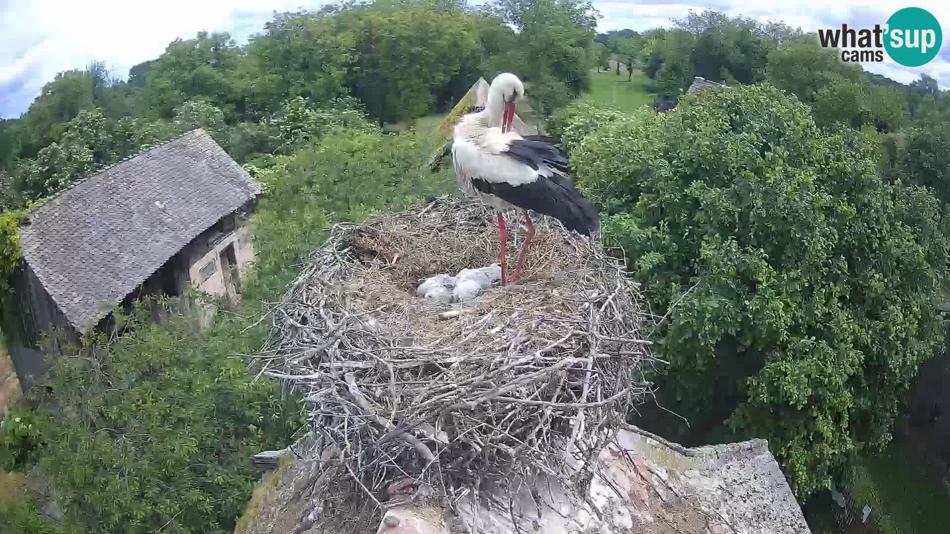 Pueblo europeo de cigüeñas camera en vivo Parque Natural Lonjsko polje