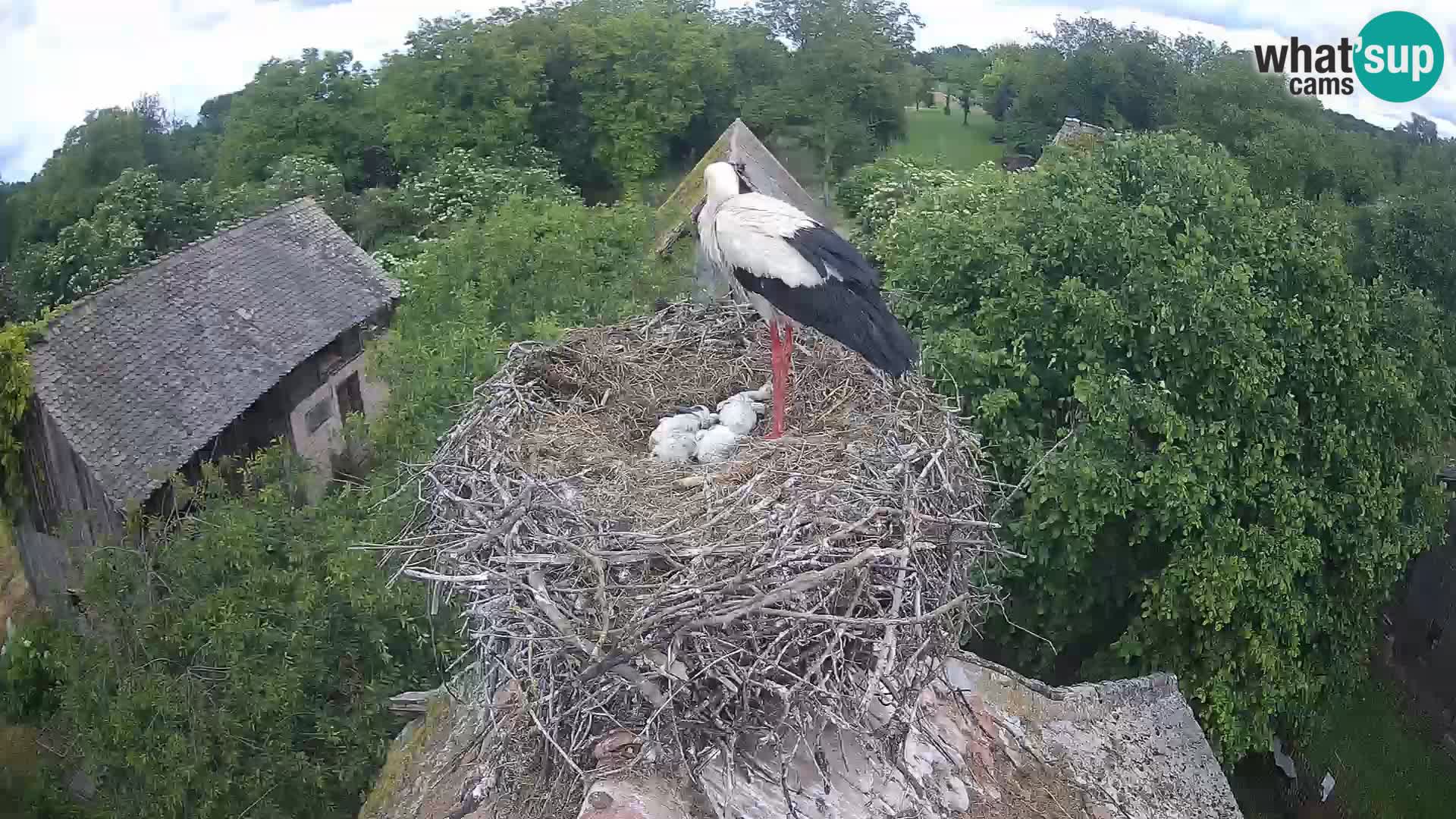 Live webcam European stork village – Lonjsko polje Nature Park
