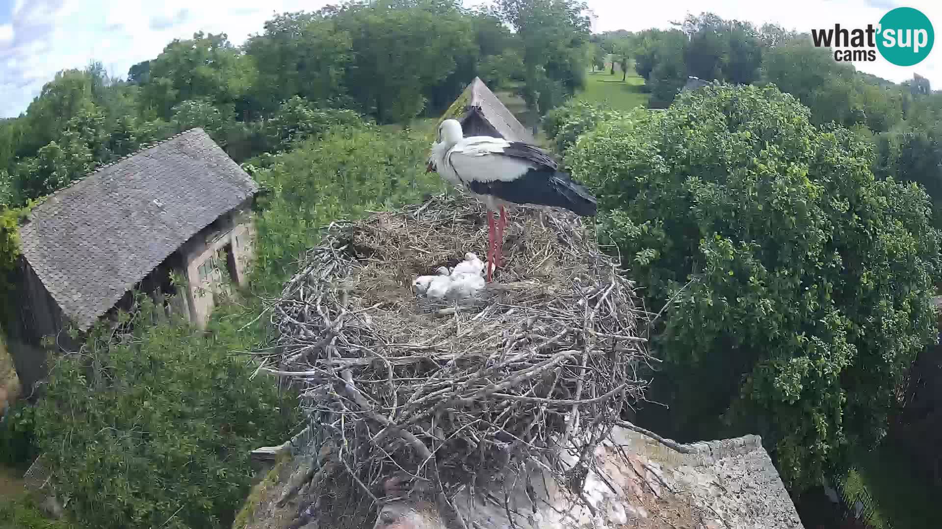 Evropska vas štorklje – Krajinski park Lonjsko polje spletna kamera