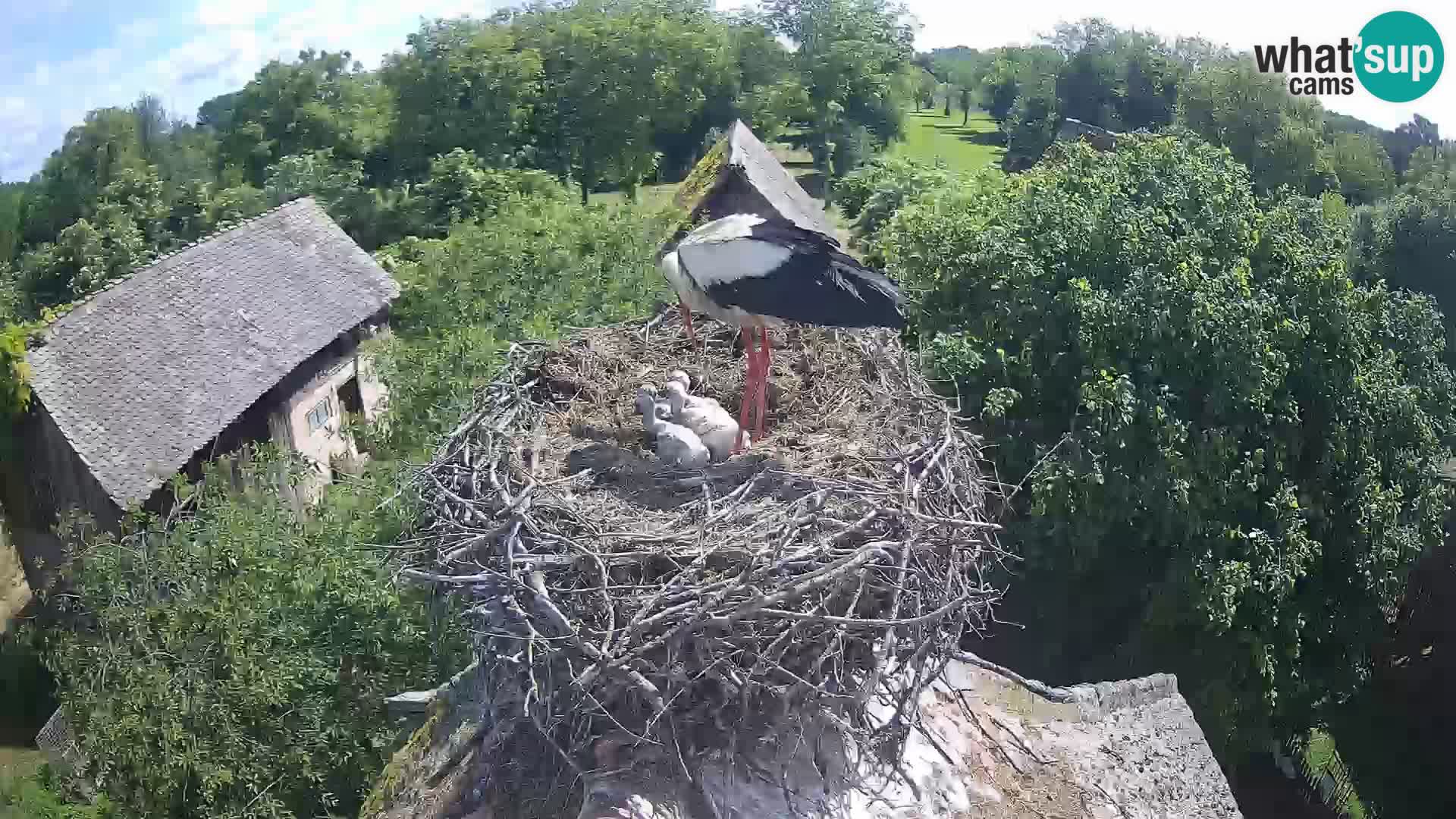 Pueblo europeo de cigüeñas camera en vivo Parque Natural Lonjsko polje