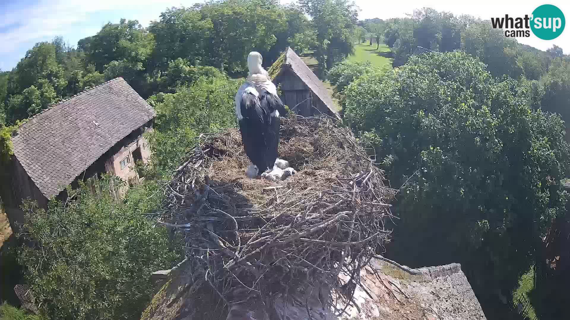 Live webcam European stork village – Lonjsko polje Nature Park