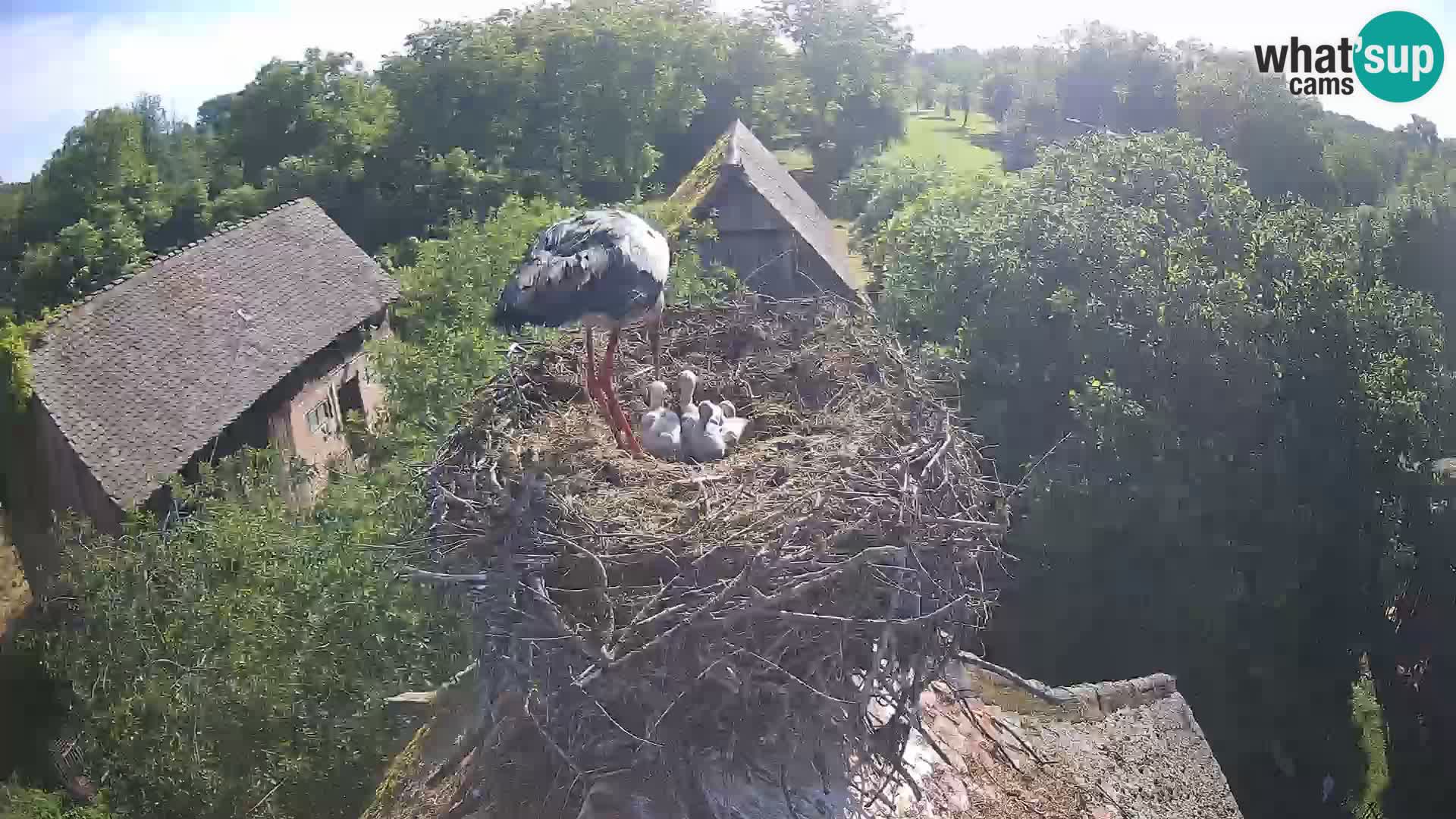 Pueblo europeo de cigüeñas camera en vivo Parque Natural Lonjsko polje