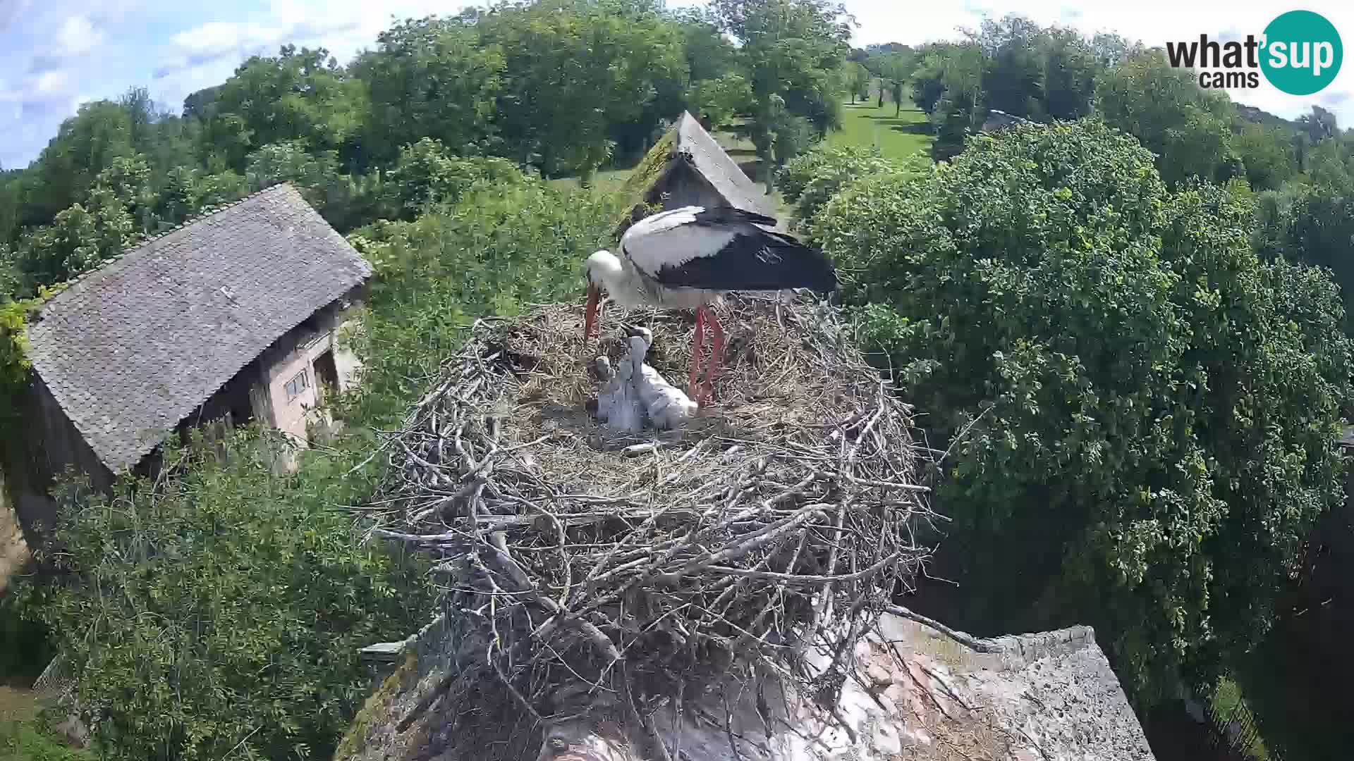 Villaggio delle cicogne europee webcam Parco naturale di Lonjsko polje