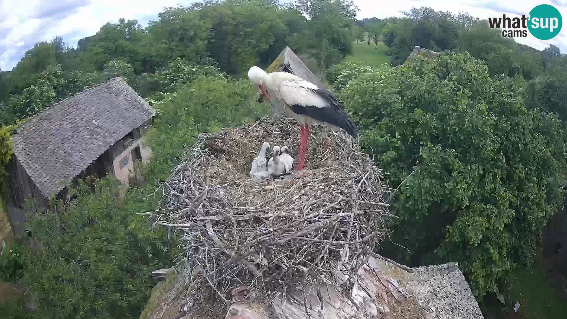 Pueblo europeo de cigüeñas camera en vivo Parque Natural Lonjsko polje