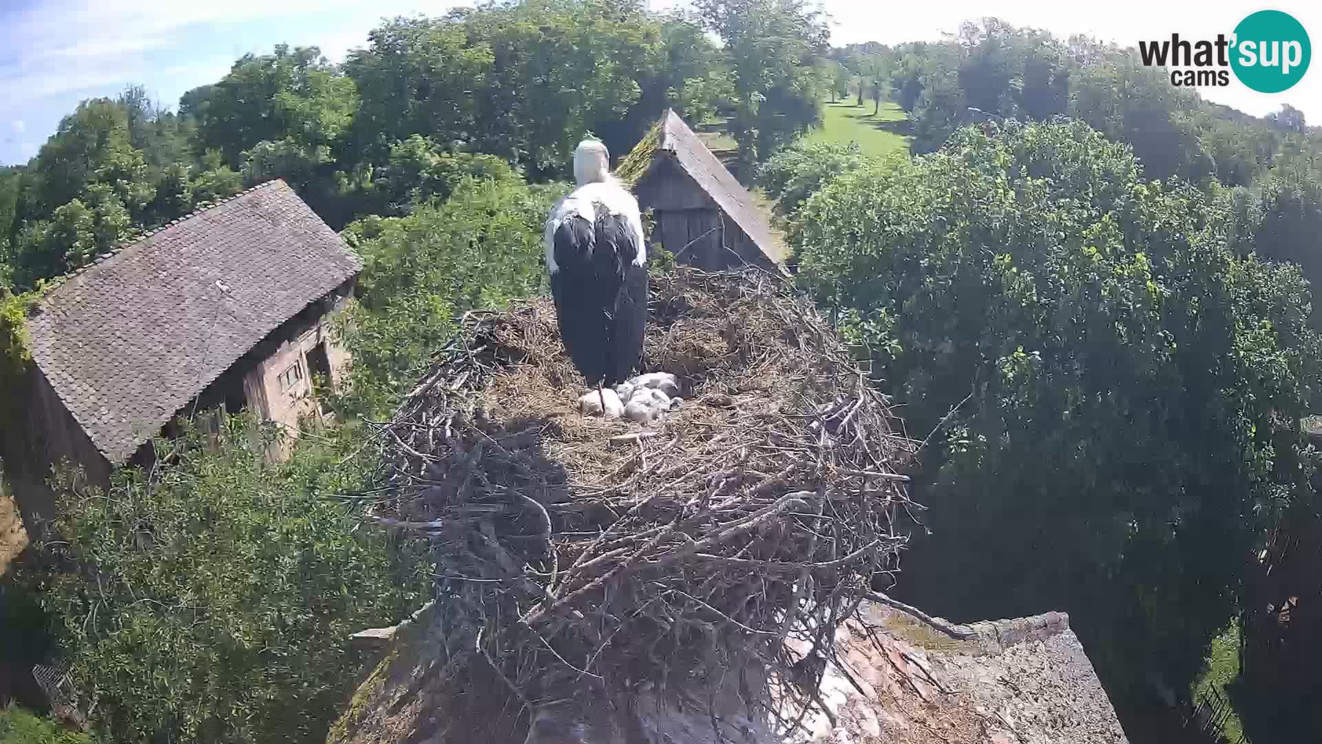 Villaggio delle cicogne europee webcam Parco naturale di Lonjsko polje