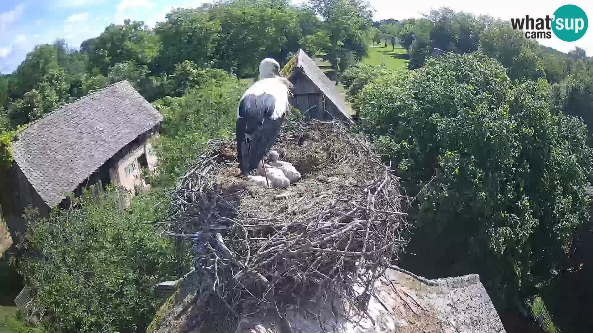 Webcam Europäisches Storchendorf – Naturpark Lonjsko polje