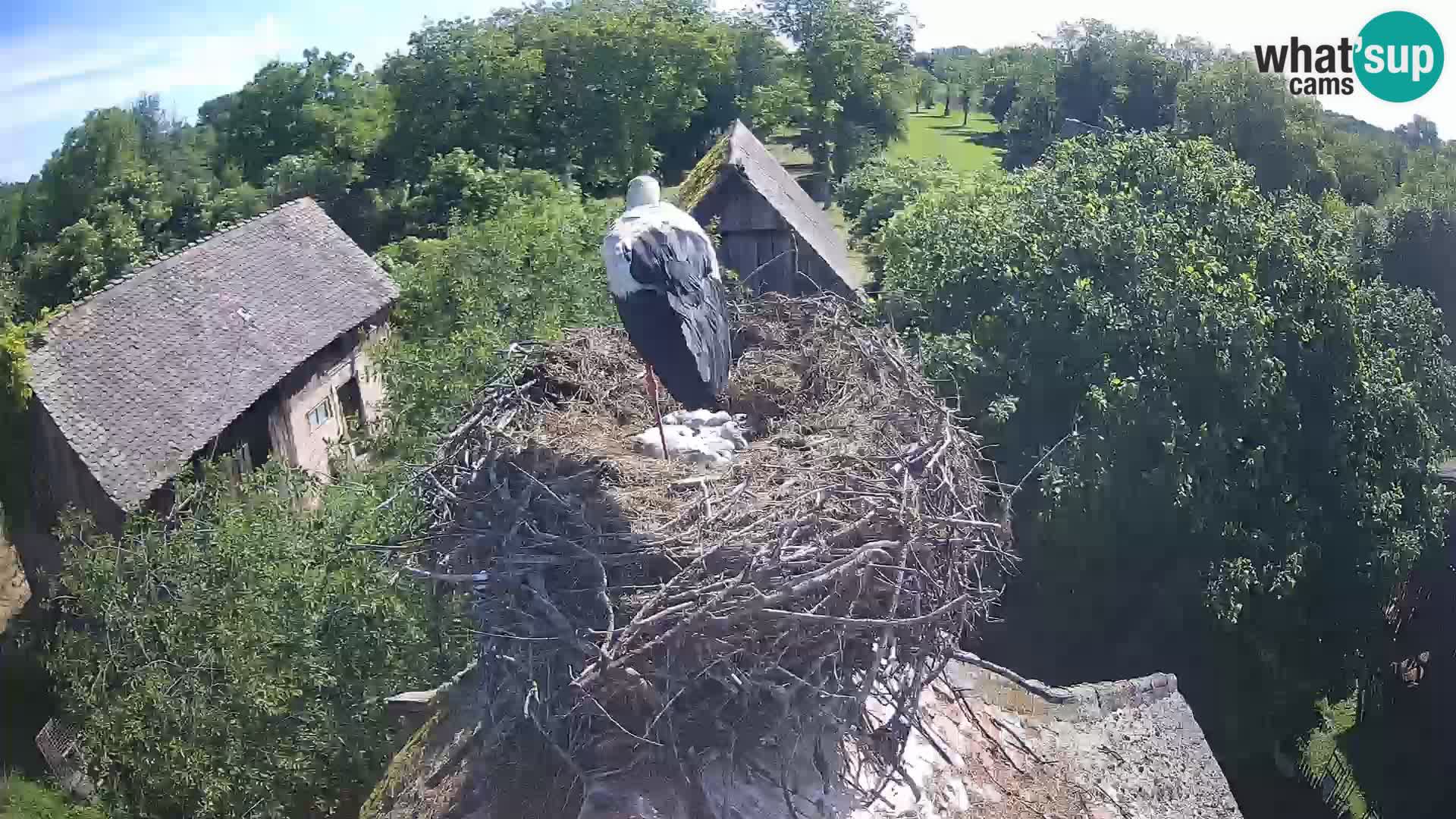 Villaggio delle cicogne europee webcam Parco naturale di Lonjsko polje