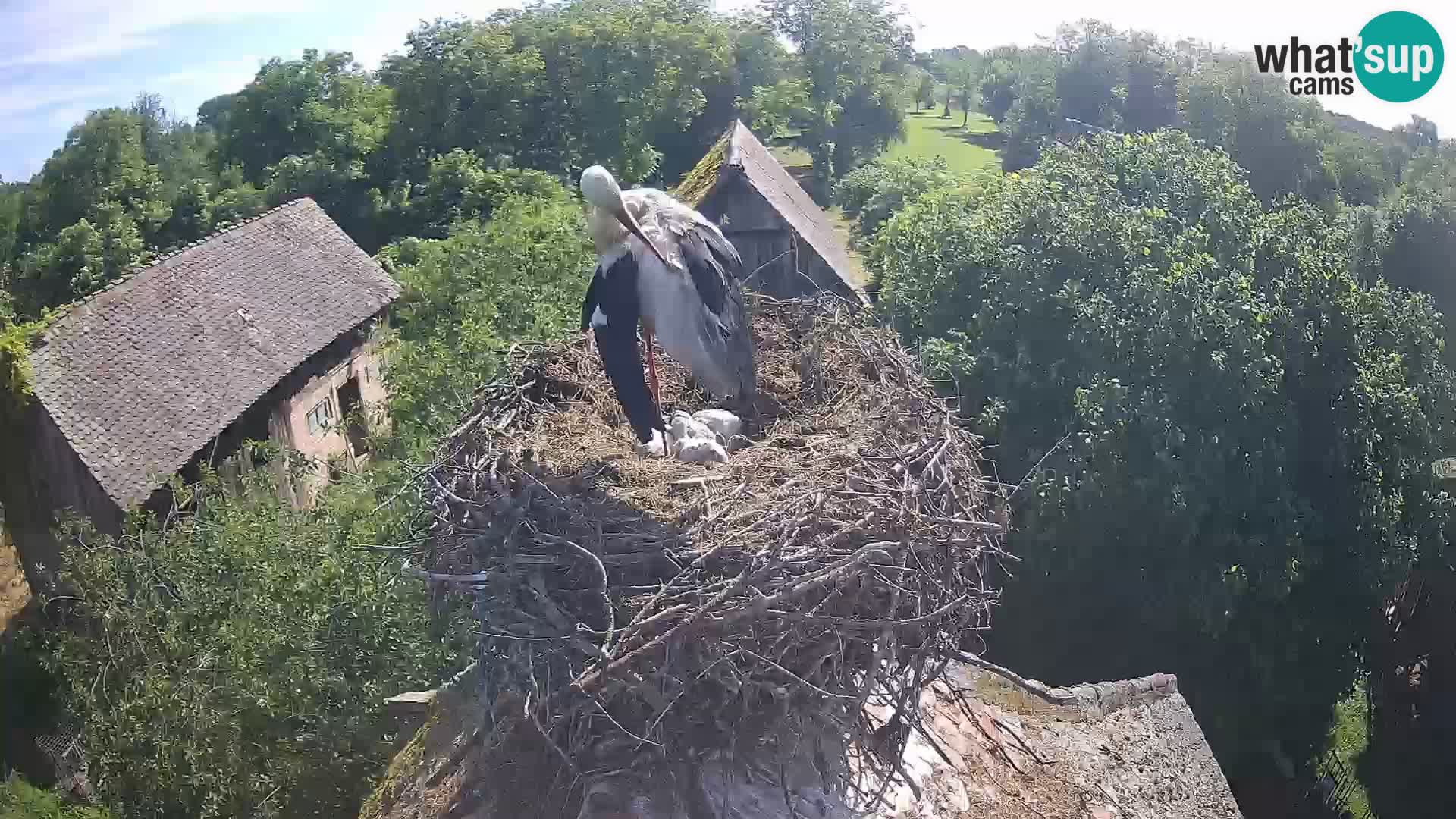 Villaggio delle cicogne europee webcam Parco naturale di Lonjsko polje