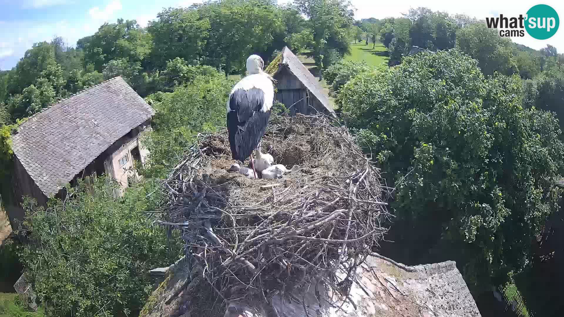 Live webcam European stork village – Lonjsko polje Nature Park