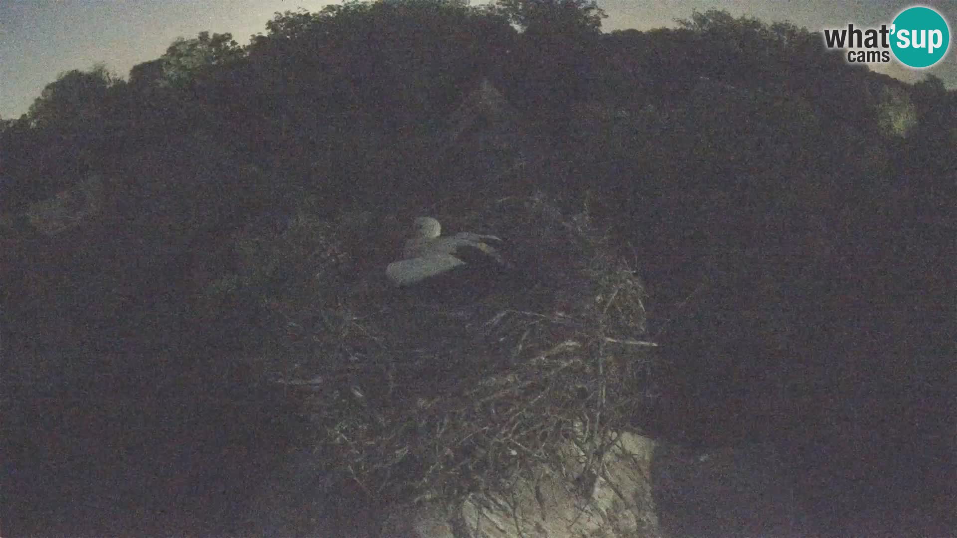 Village européen de cigognes webcam Parc naturel de Lonjsko polje