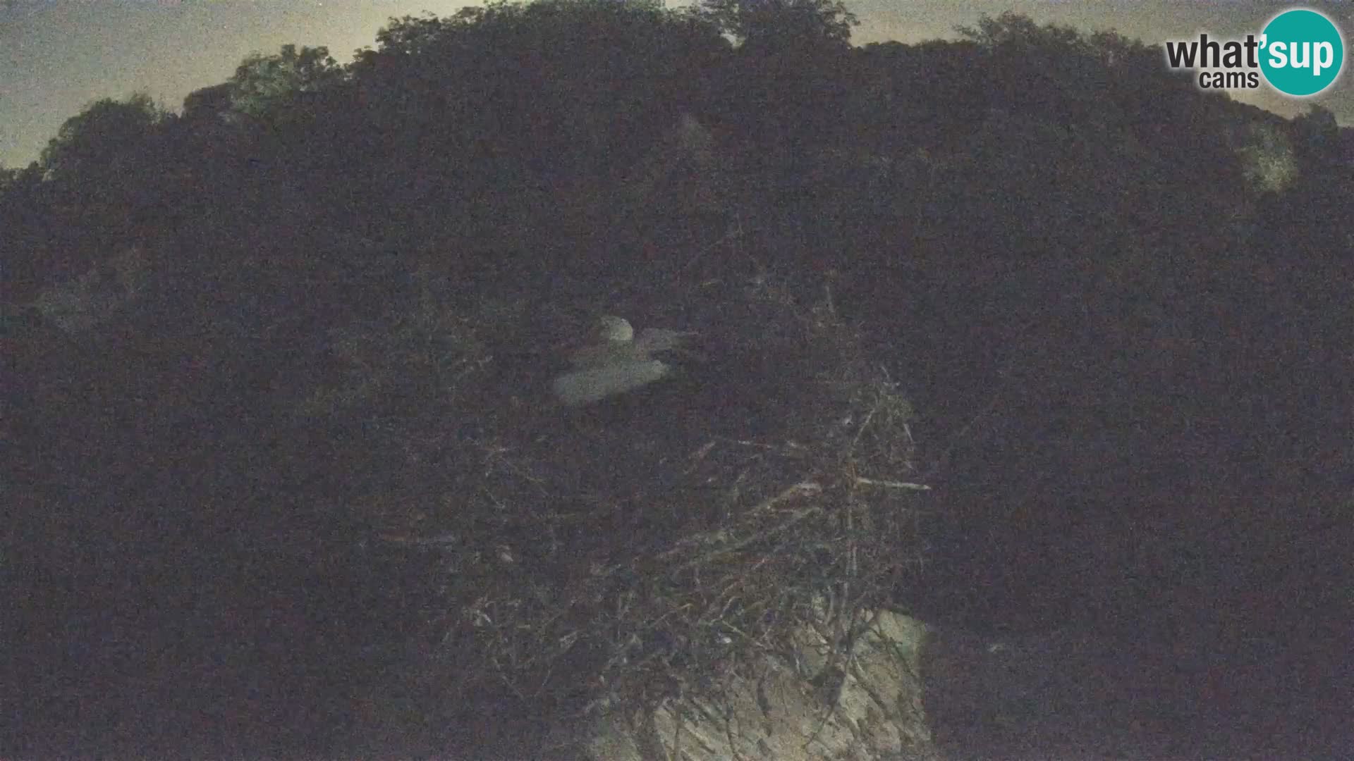 Live webcam European stork village – Lonjsko polje Nature Park