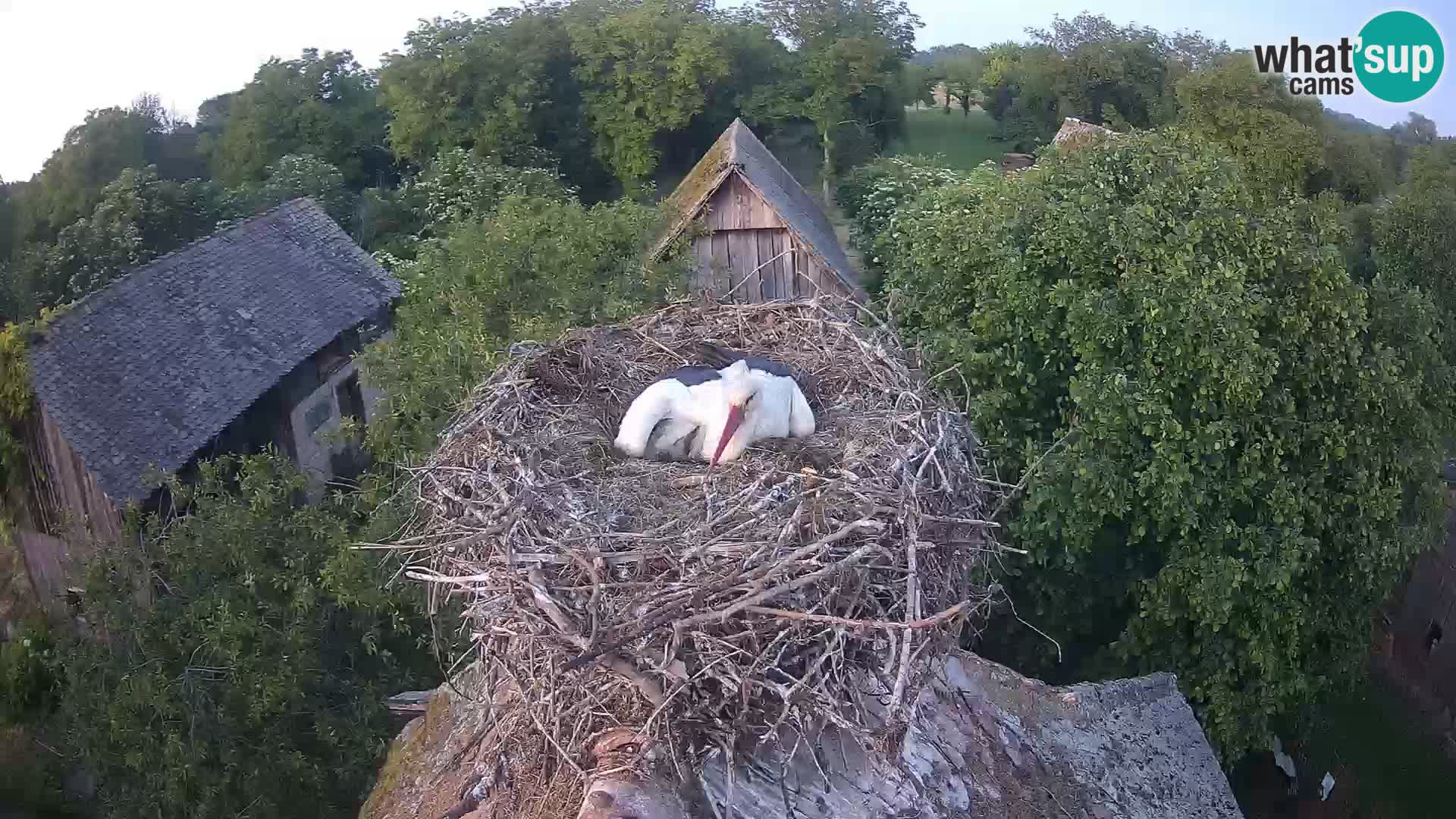 Villaggio delle cicogne europee webcam Parco naturale di Lonjsko polje