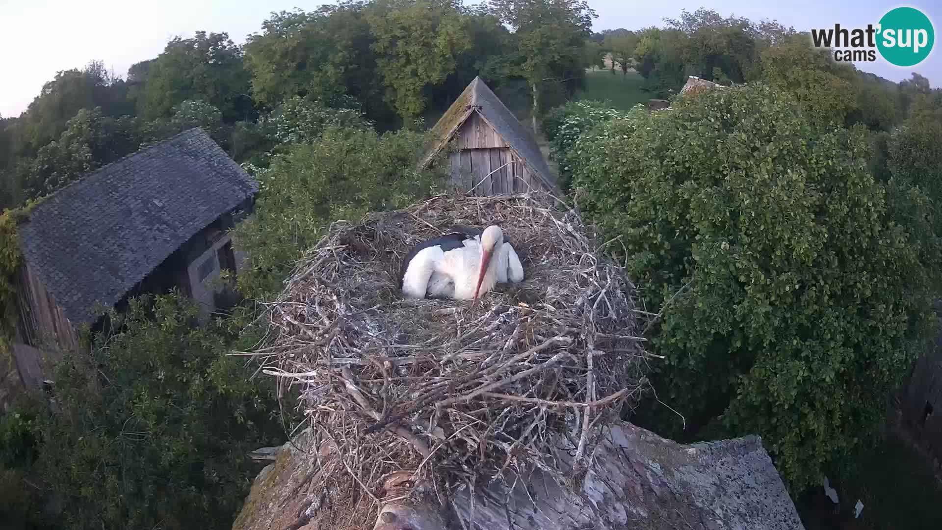 Villaggio delle cicogne europee webcam Parco naturale di Lonjsko polje
