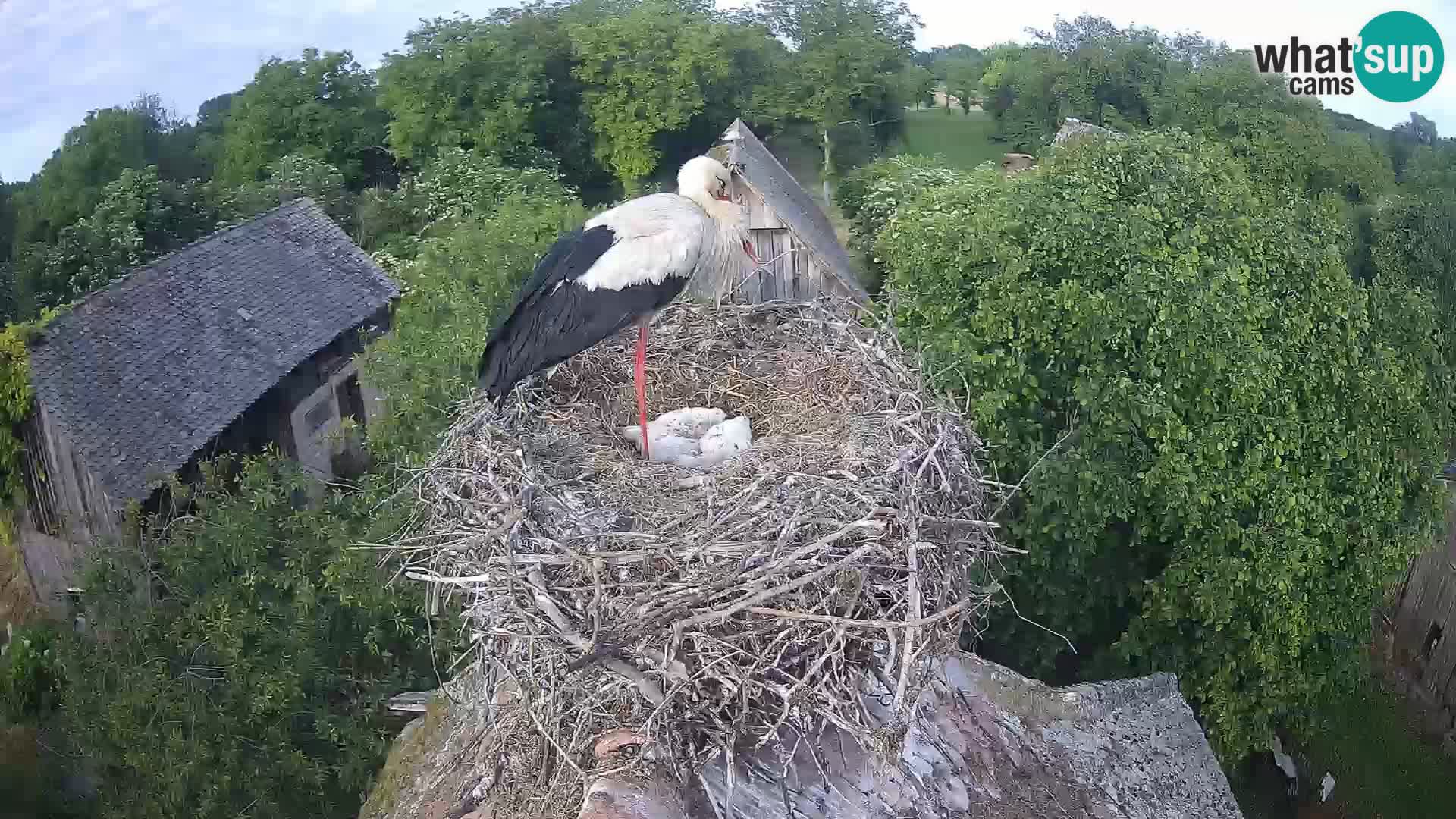 Villaggio delle cicogne europee webcam Parco naturale di Lonjsko polje