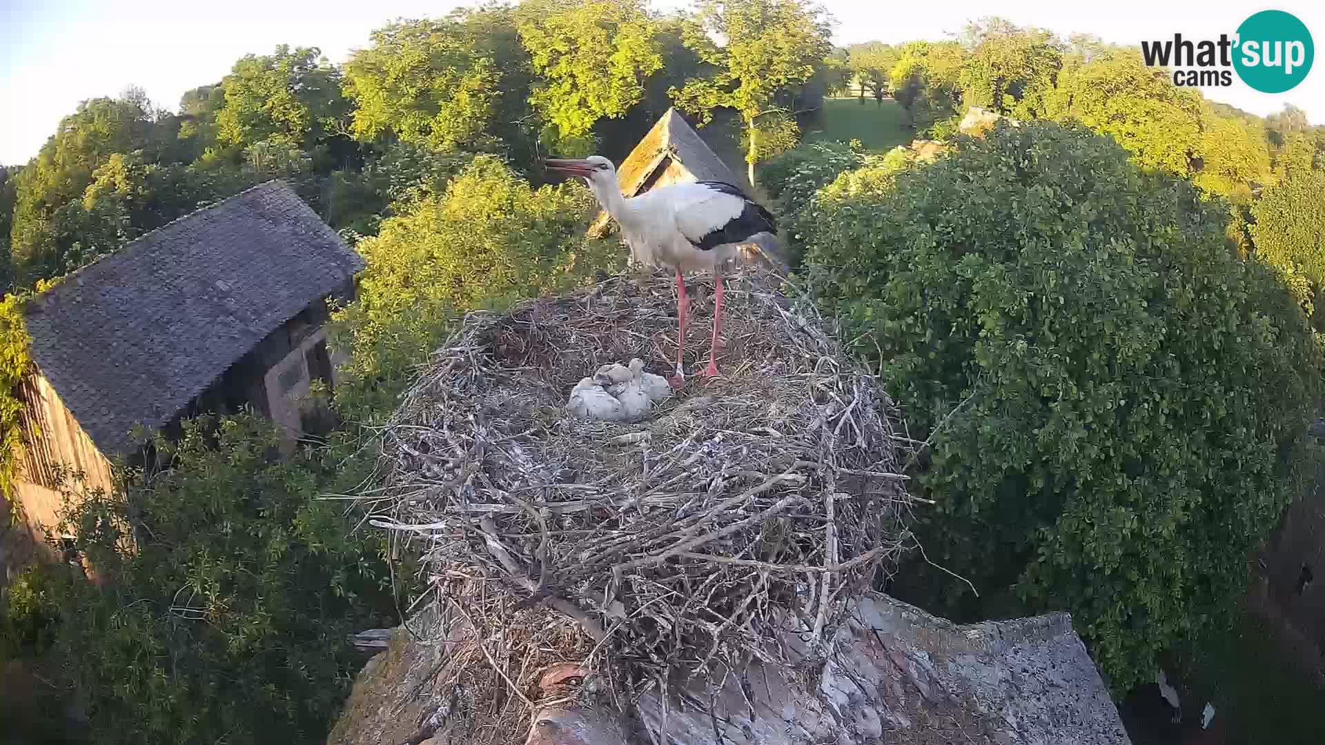Villaggio delle cicogne europee webcam Parco naturale di Lonjsko polje