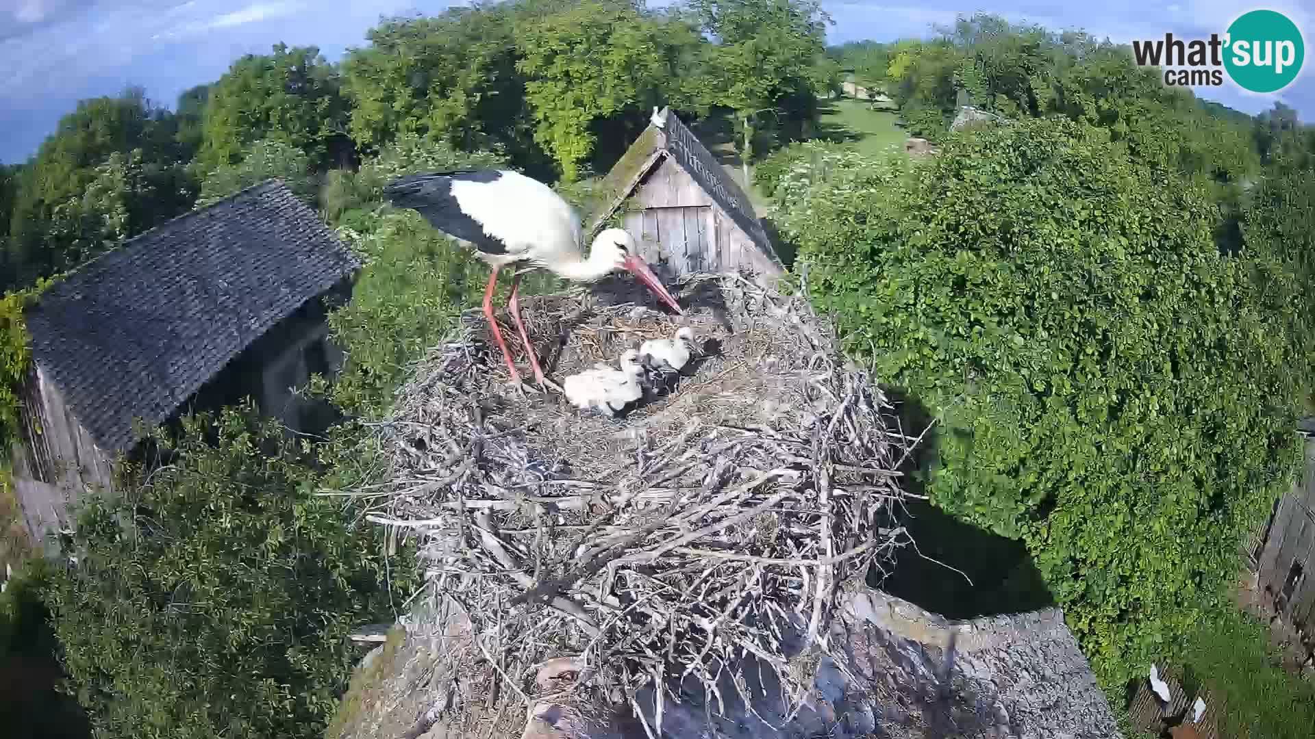 Villaggio delle cicogne europee webcam Parco naturale di Lonjsko polje