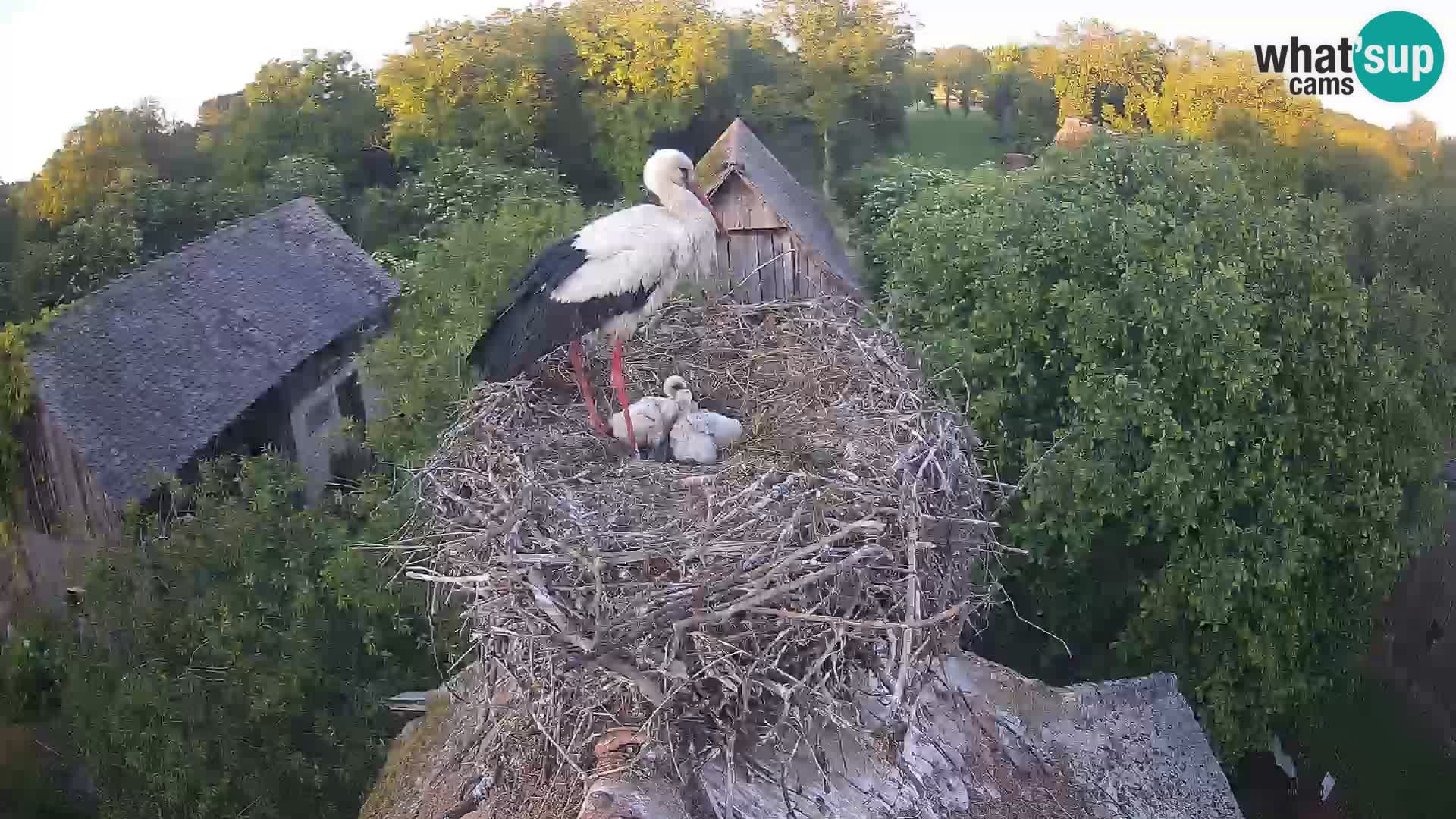Villaggio delle cicogne europee webcam Parco naturale di Lonjsko polje