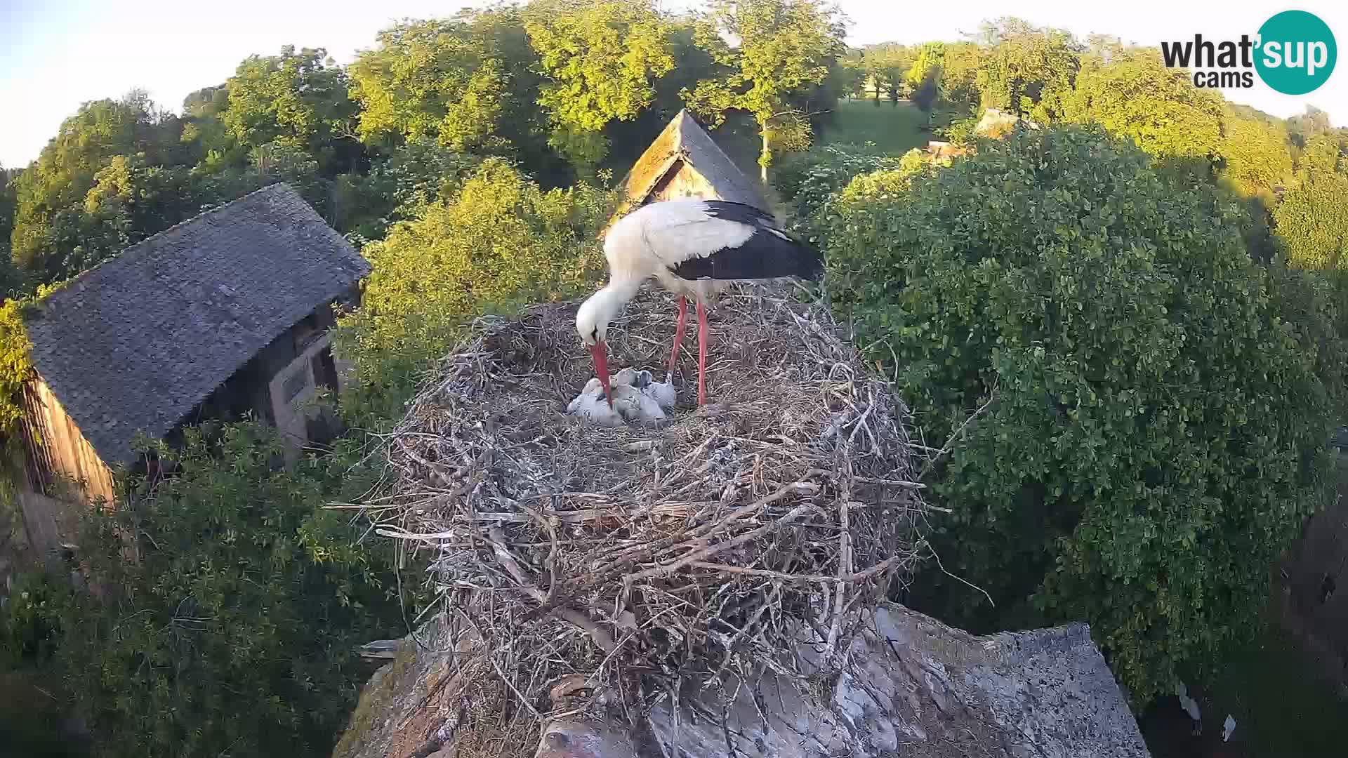 Live webcam European stork village – Lonjsko polje Nature Park