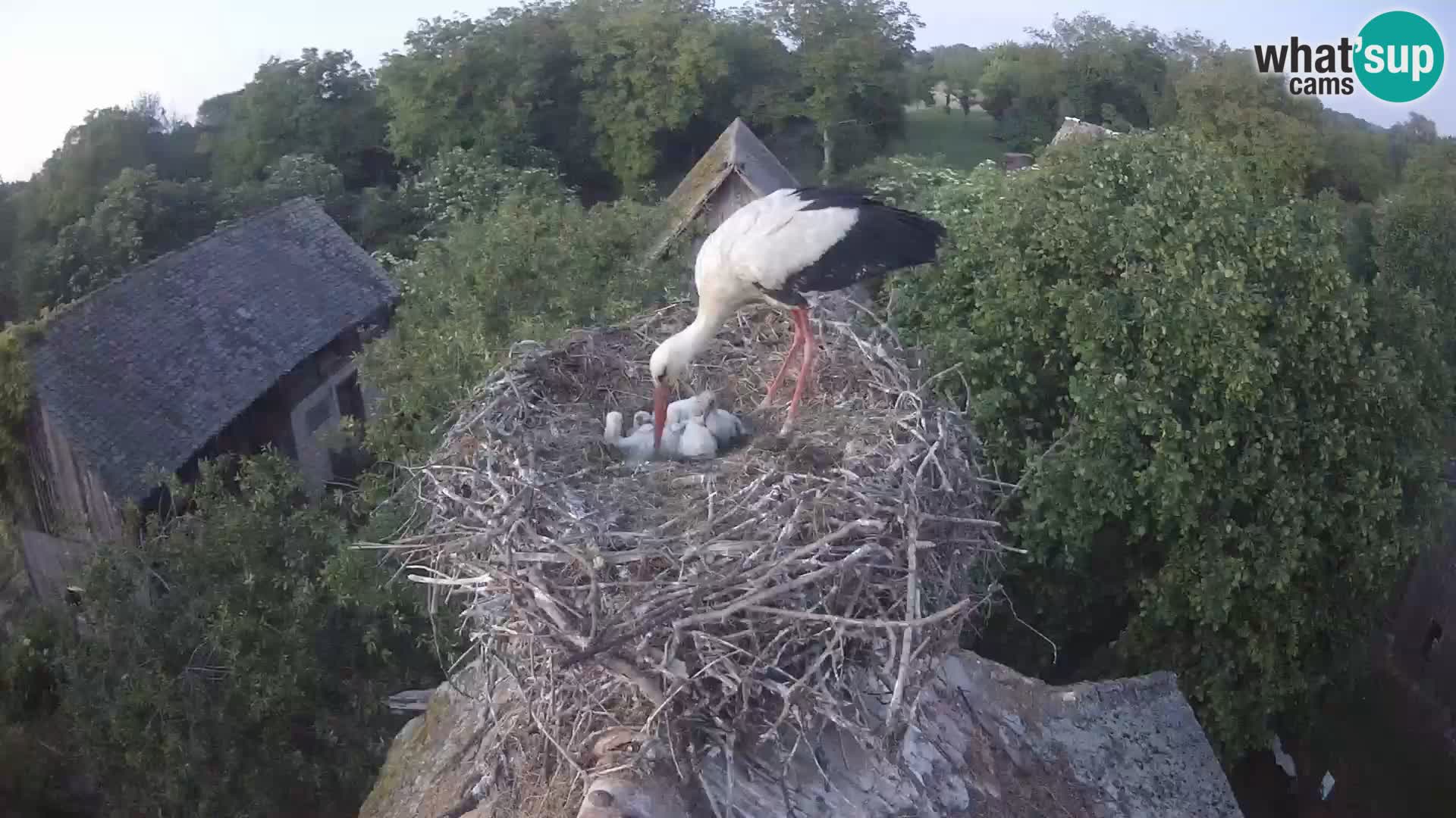 Webcam Europäisches Storchendorf – Naturpark Lonjsko polje