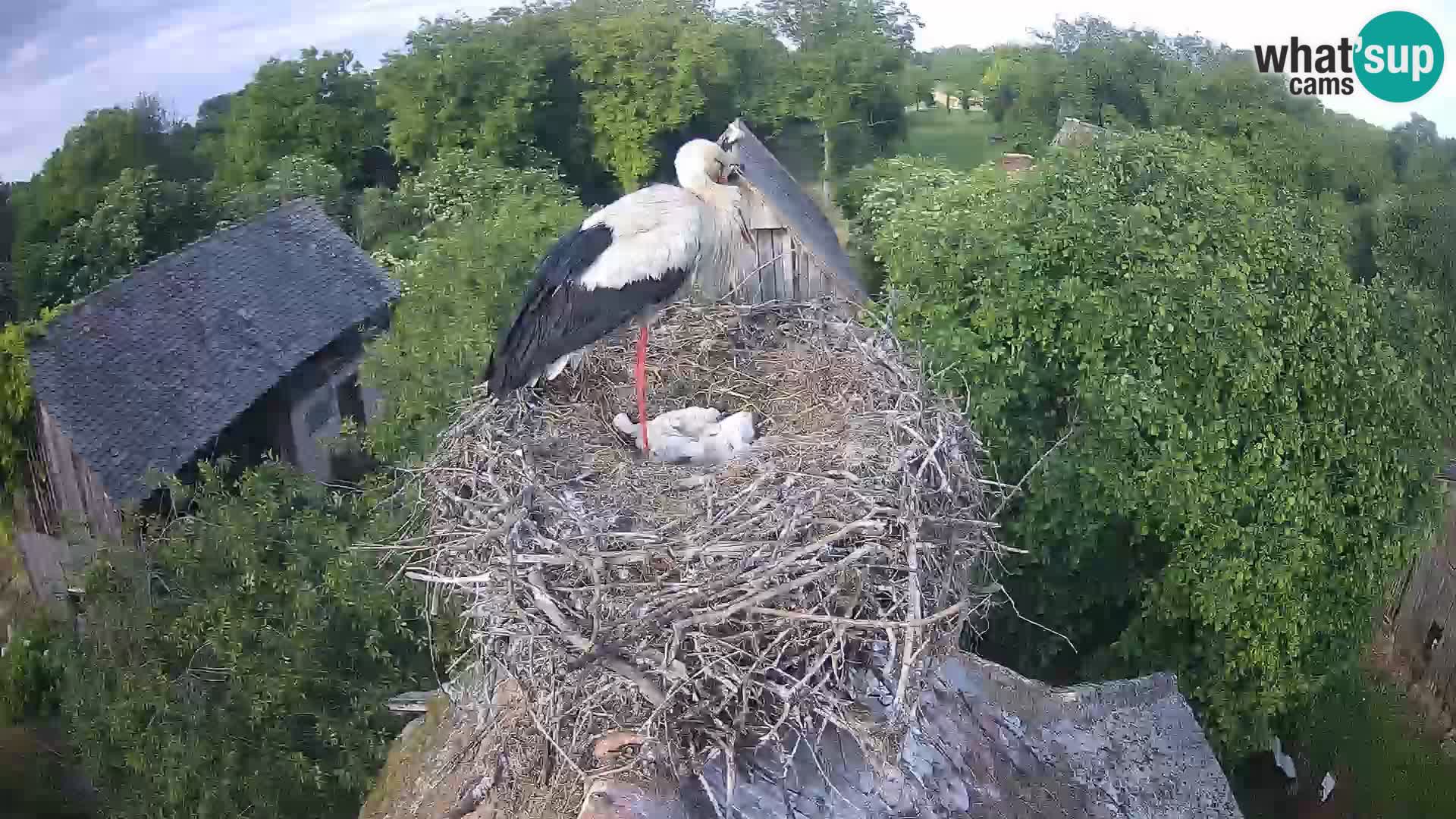 Webcam Europäisches Storchendorf – Naturpark Lonjsko polje