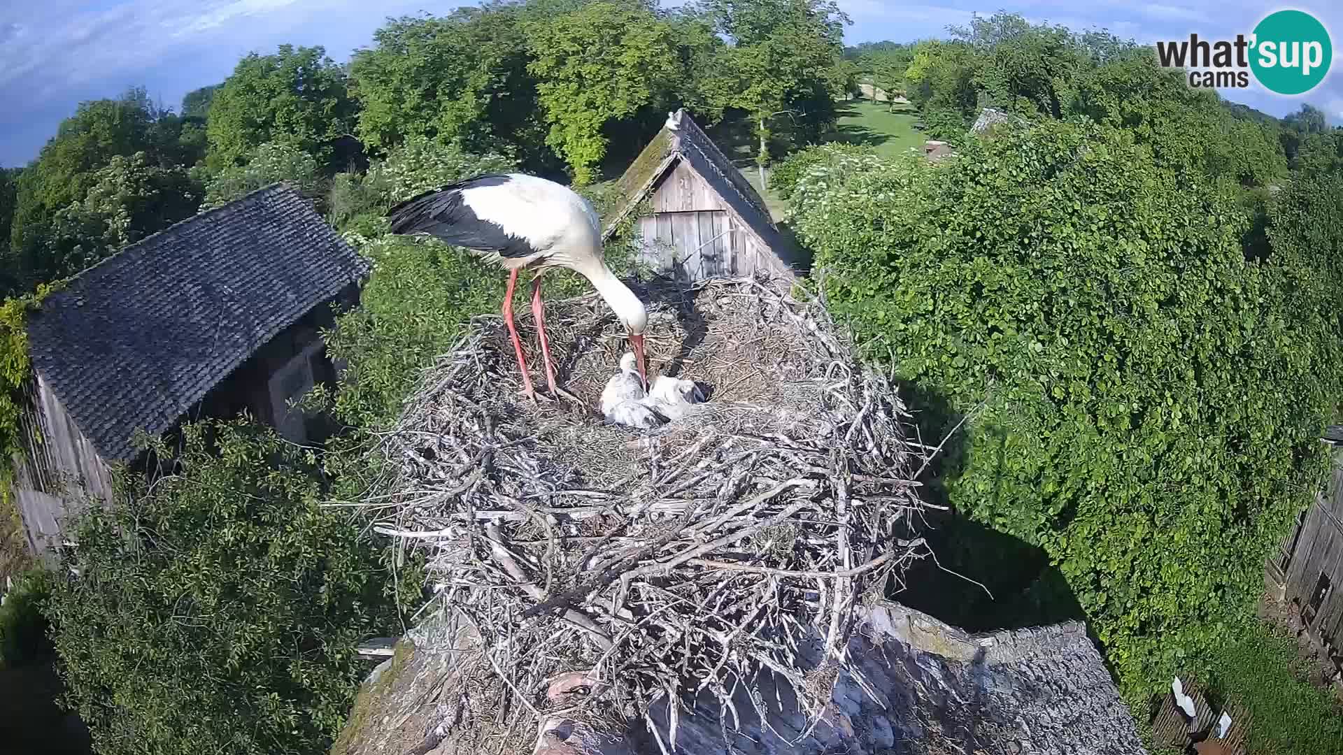 U živo Europsko selo roda – Park prirode Lonjsko polje