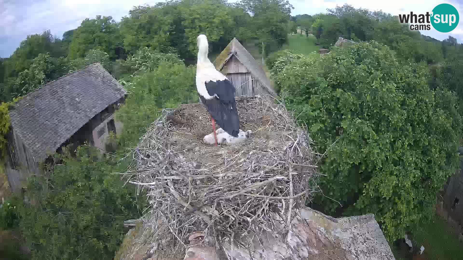 Live webcam European stork village – Lonjsko polje Nature Park