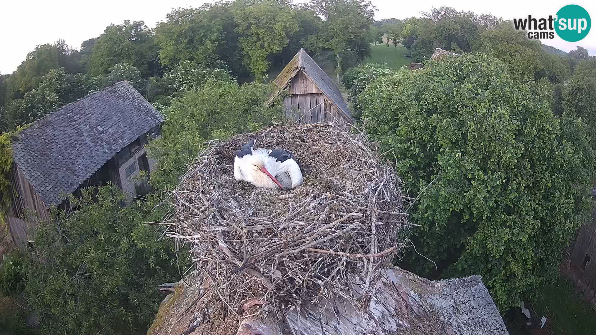 Villaggio delle cicogne europee webcam Parco naturale di Lonjsko polje