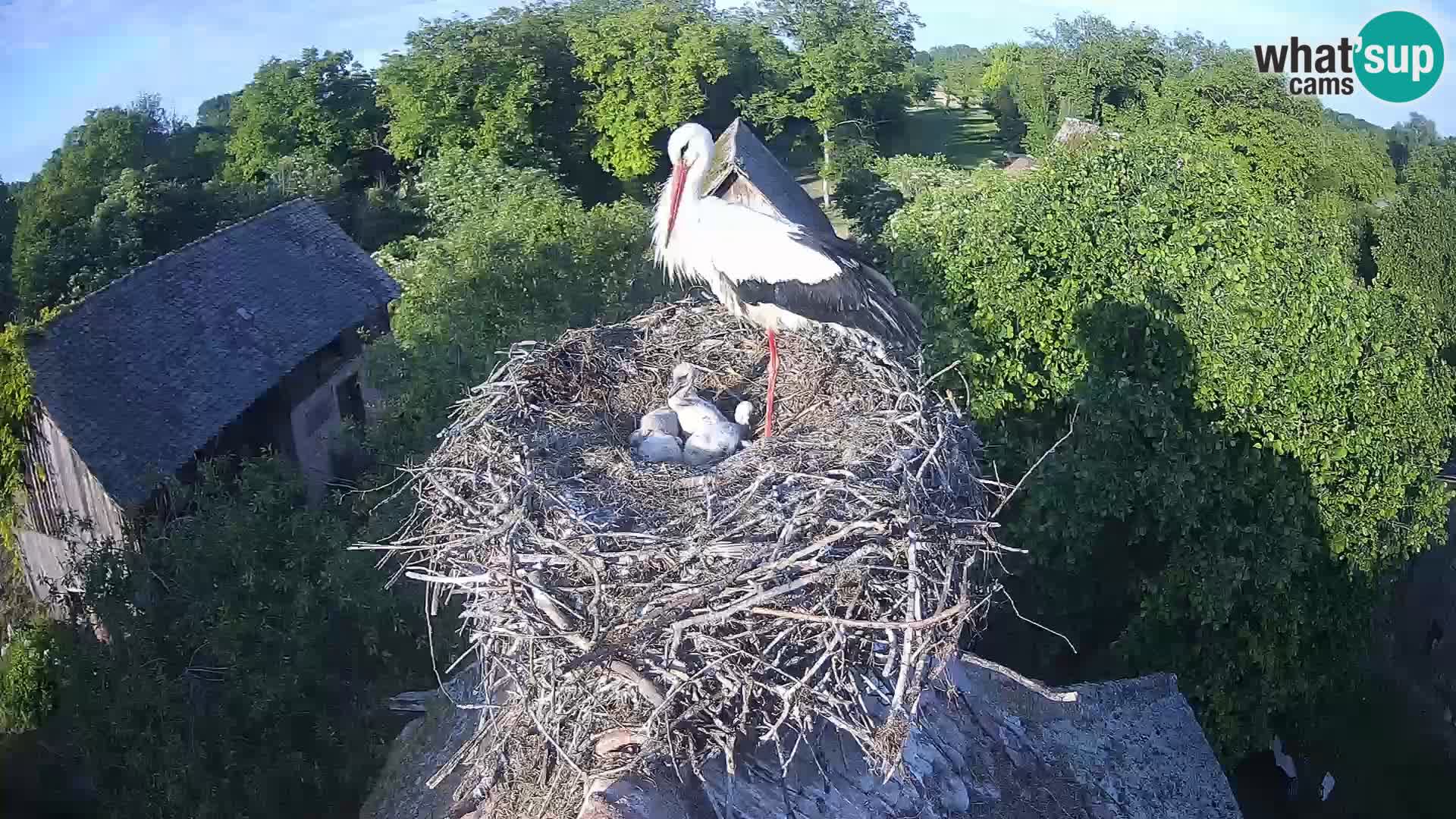 Live webcam European stork village – Lonjsko polje Nature Park