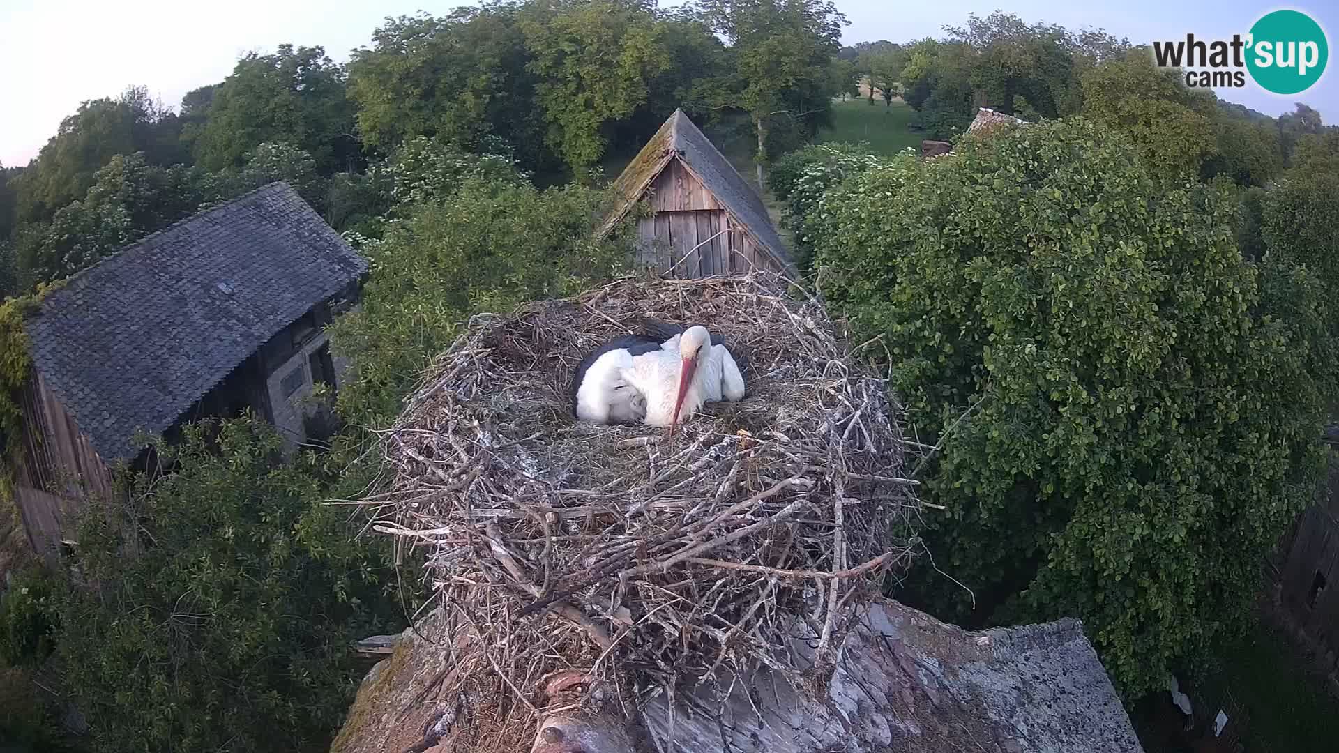 Live webcam European stork village – Lonjsko polje Nature Park