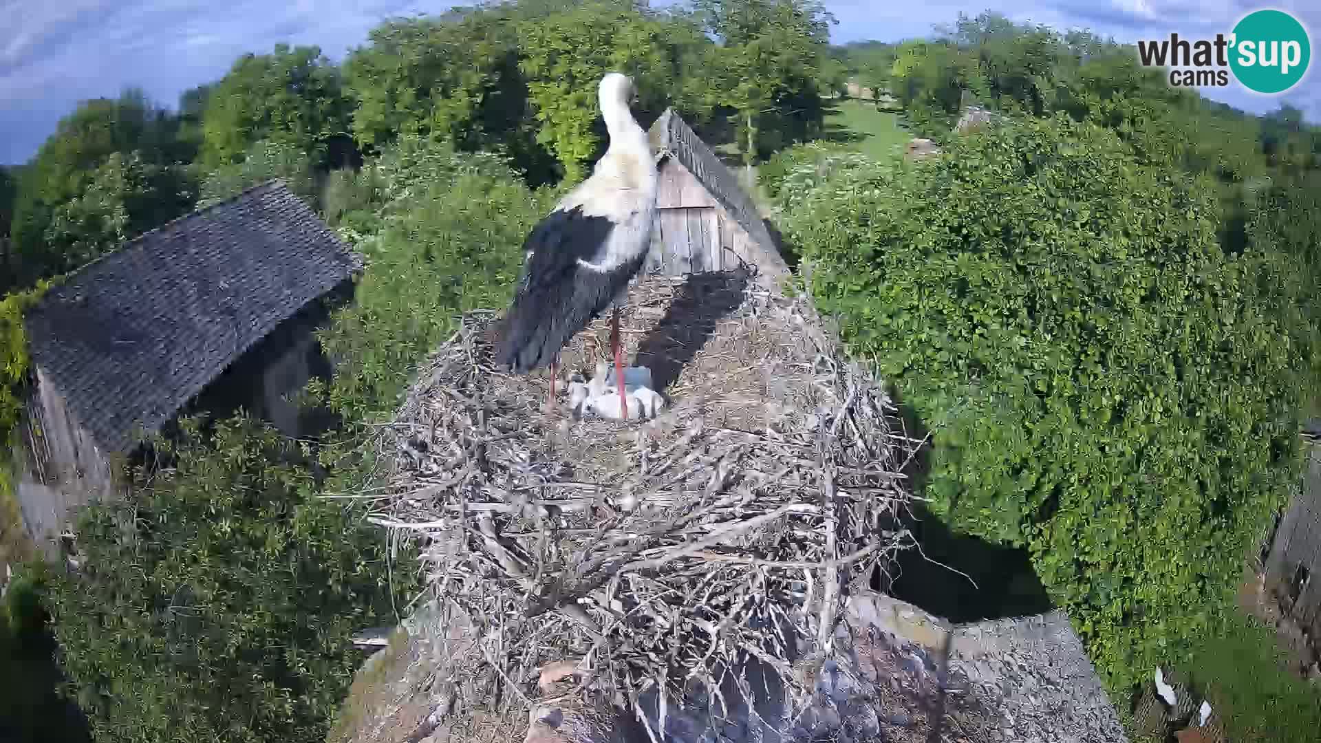 Villaggio delle cicogne europee webcam Parco naturale di Lonjsko polje