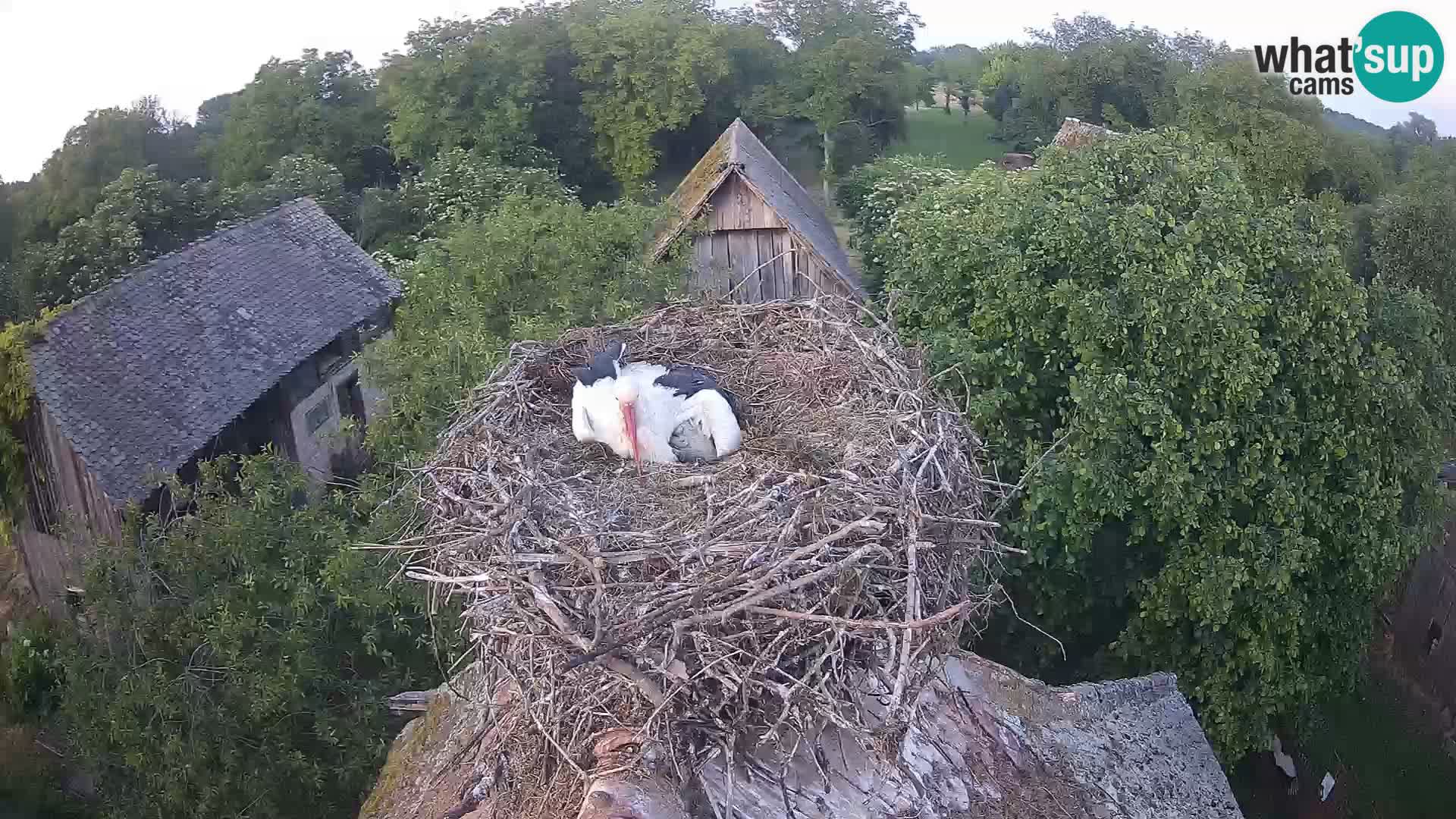 Webcam Europäisches Storchendorf – Naturpark Lonjsko polje