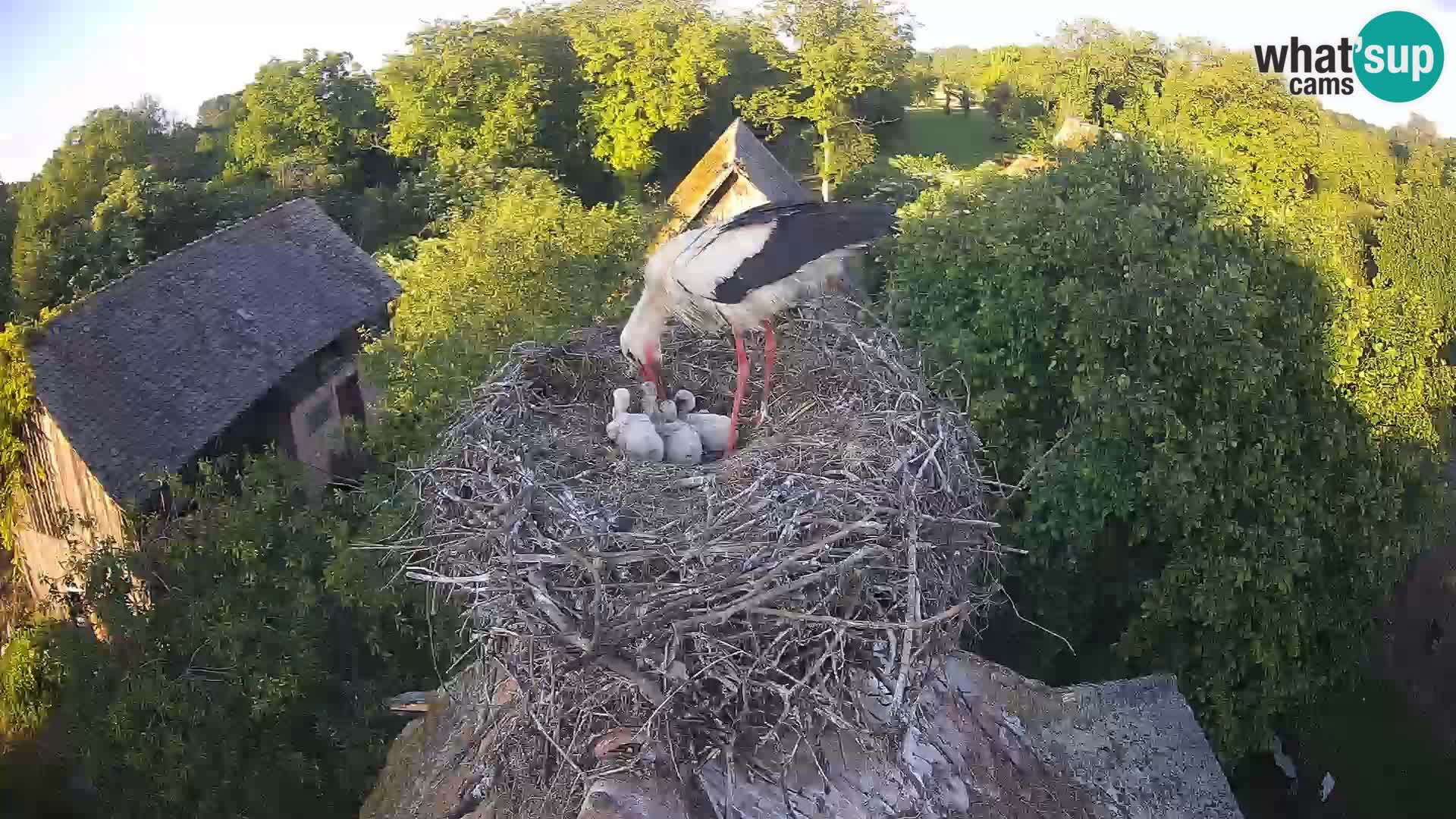 Pueblo europeo de cigüeñas camera en vivo Parque Natural Lonjsko polje