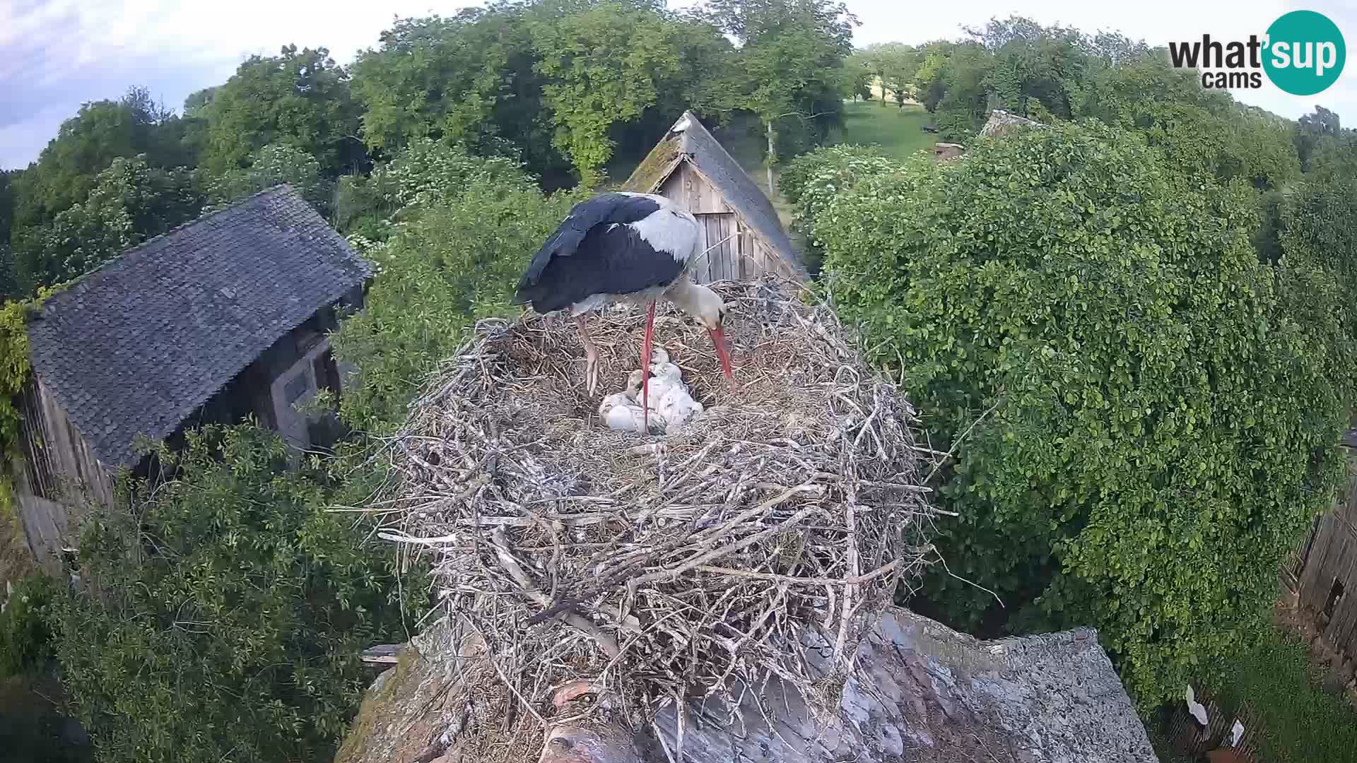 U živo Europsko selo roda – Park prirode Lonjsko polje