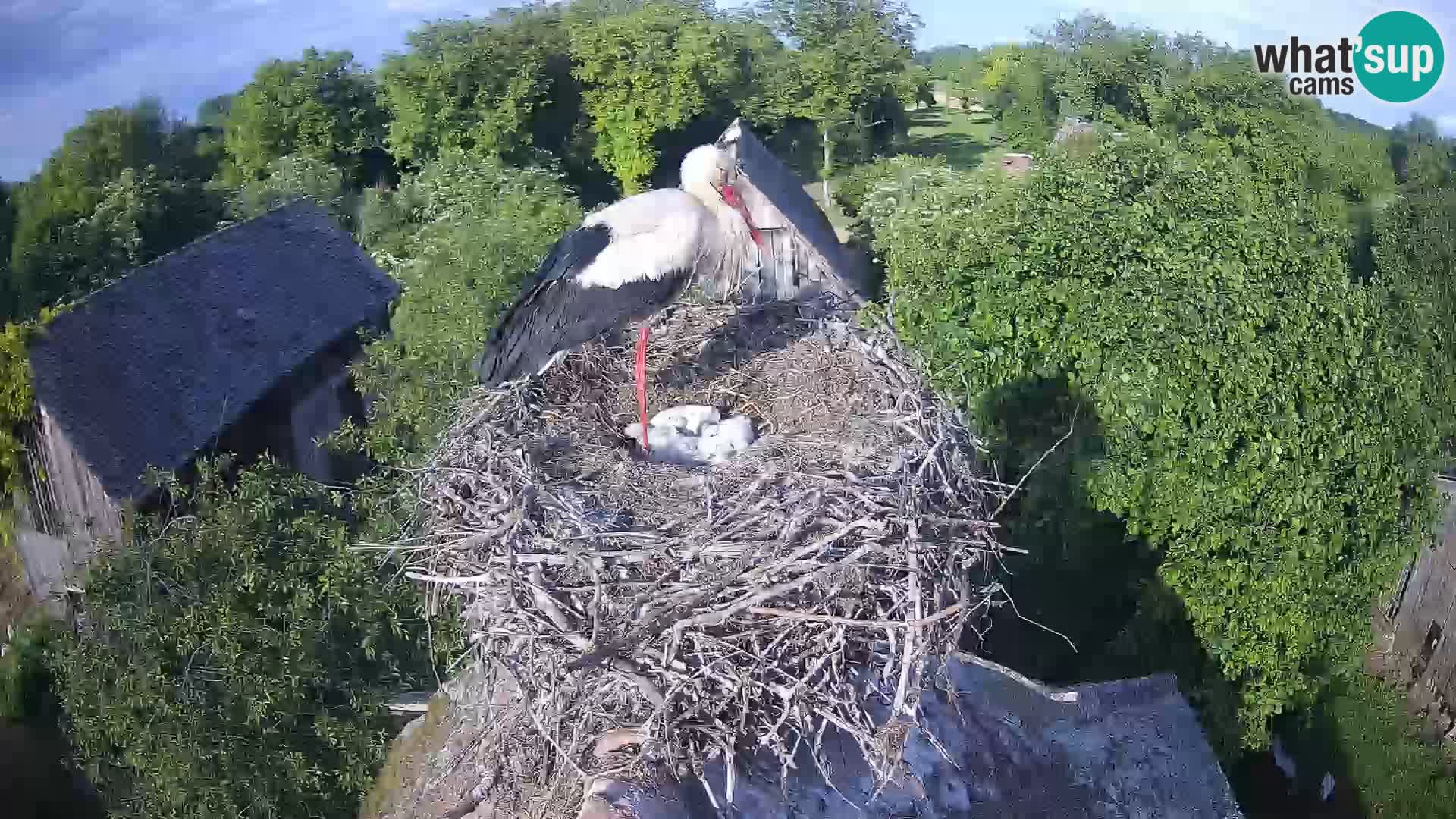 Village européen de cigognes webcam Parc naturel de Lonjsko polje