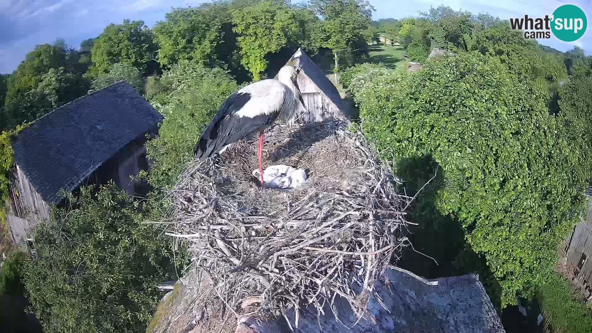 Pueblo europeo de cigüeñas camera en vivo Parque Natural Lonjsko polje