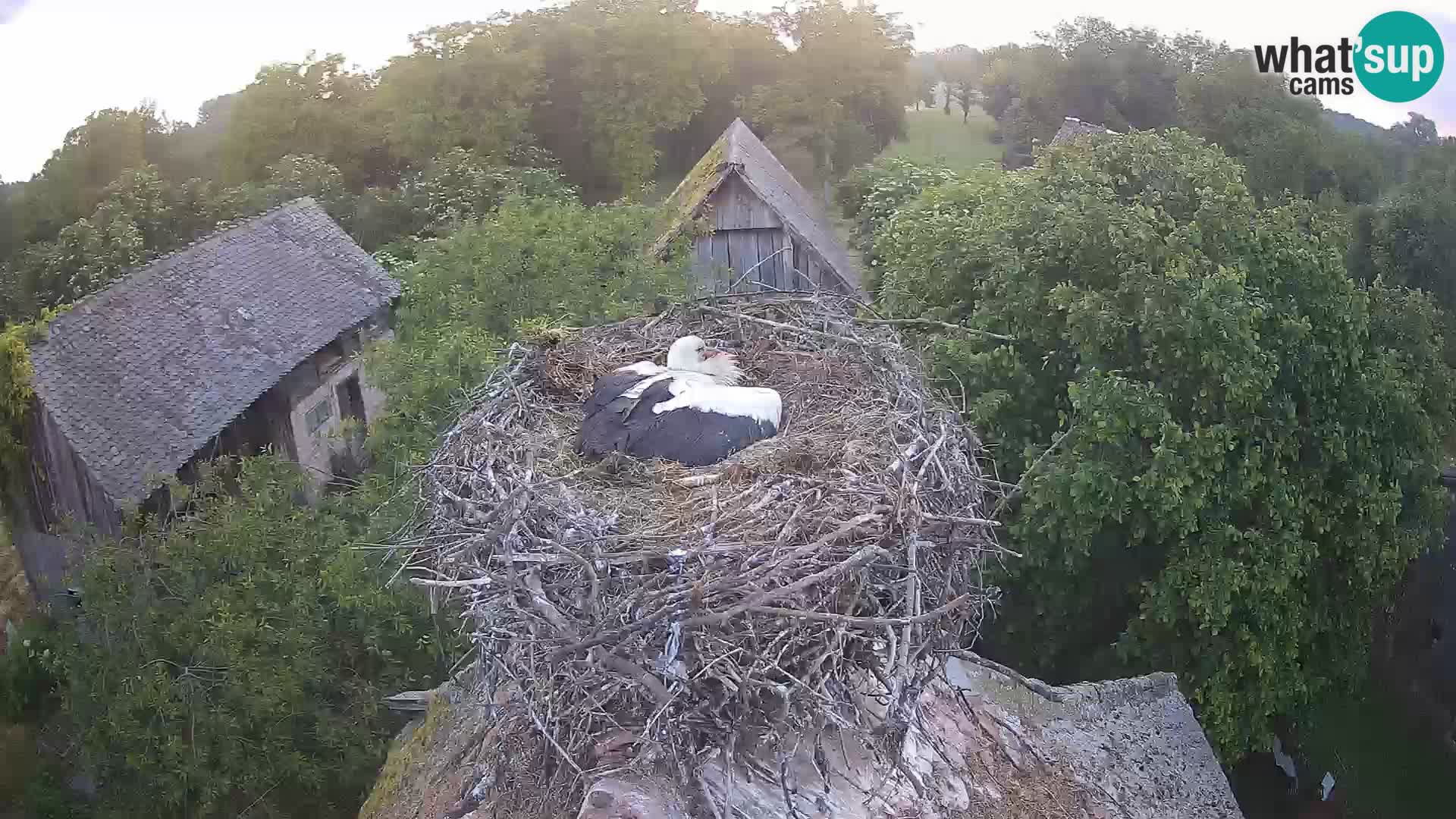 Webcam Europäisches Storchendorf – Naturpark Lonjsko polje
