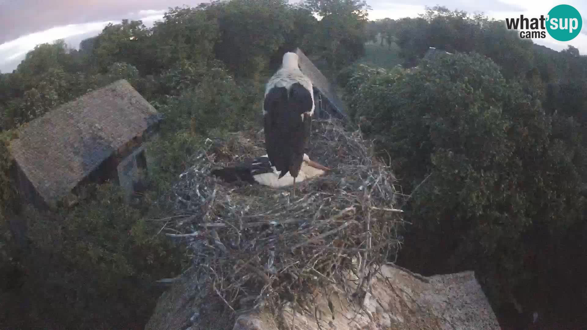 Villaggio delle cicogne europee webcam Parco naturale di Lonjsko polje